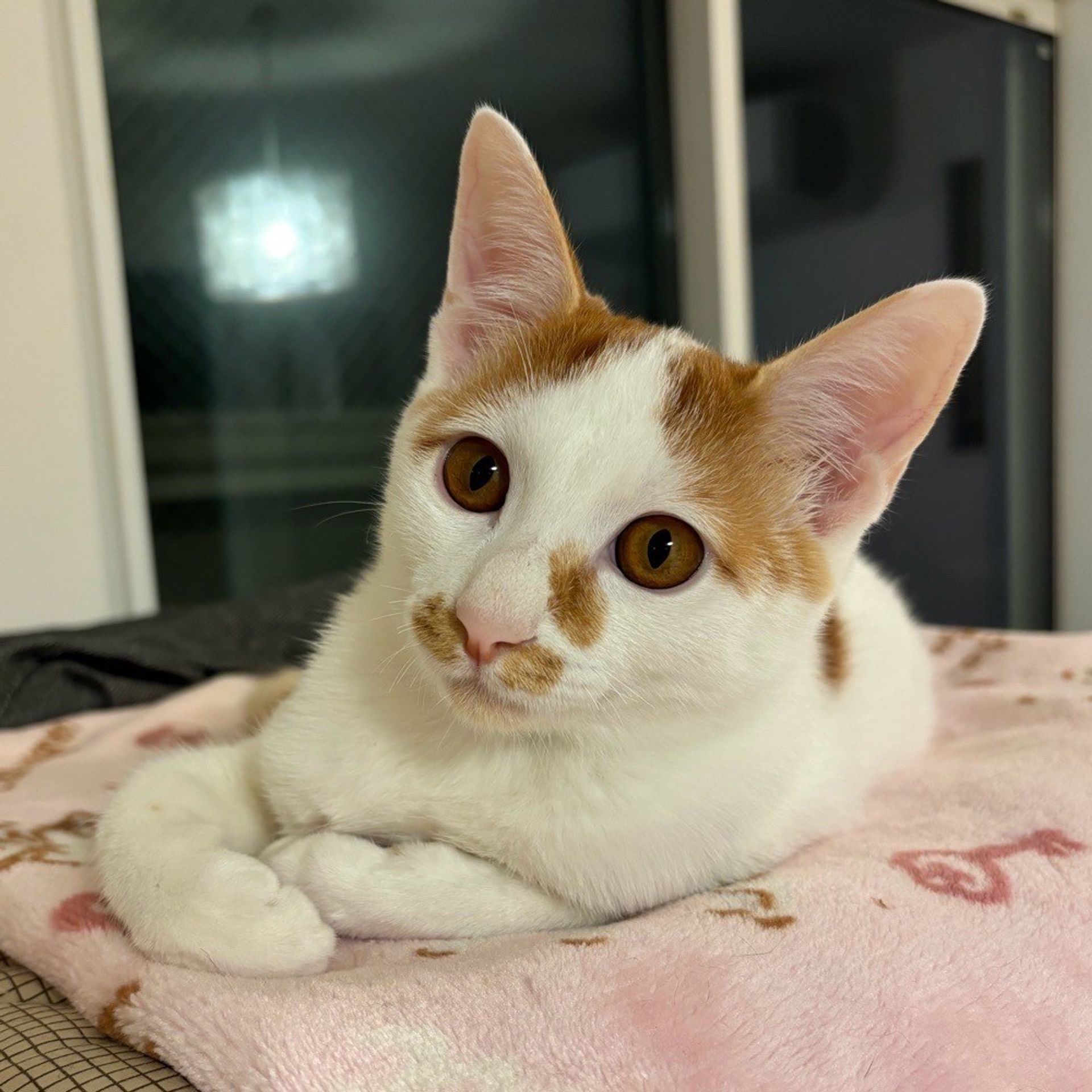 雑種（ミックス猫）・オスの里親募集の写真