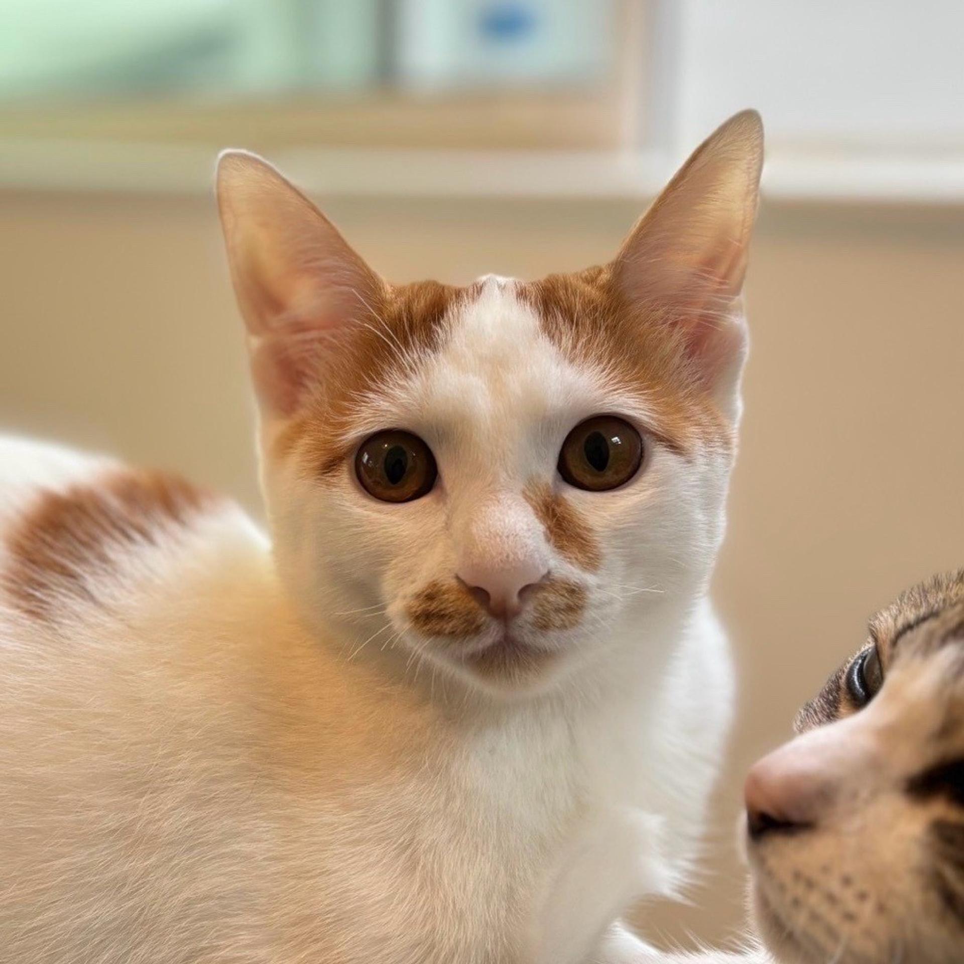pet-image-2