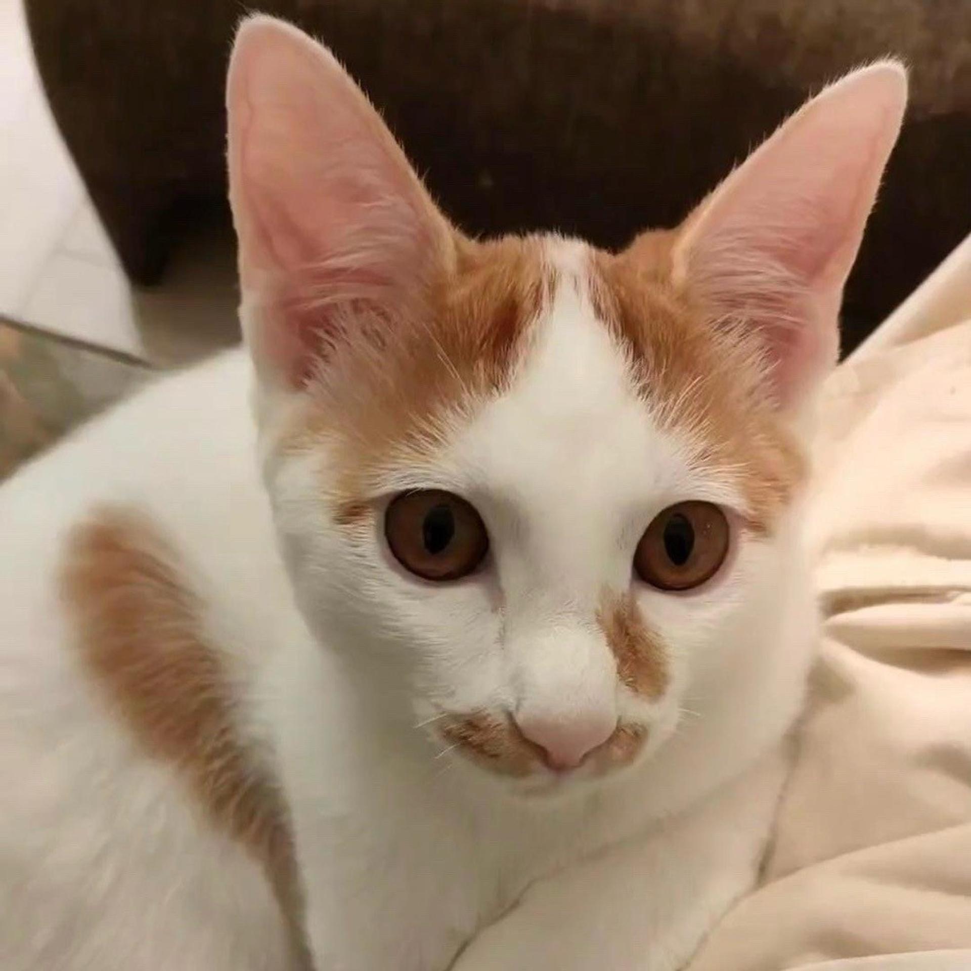 pet-image-4