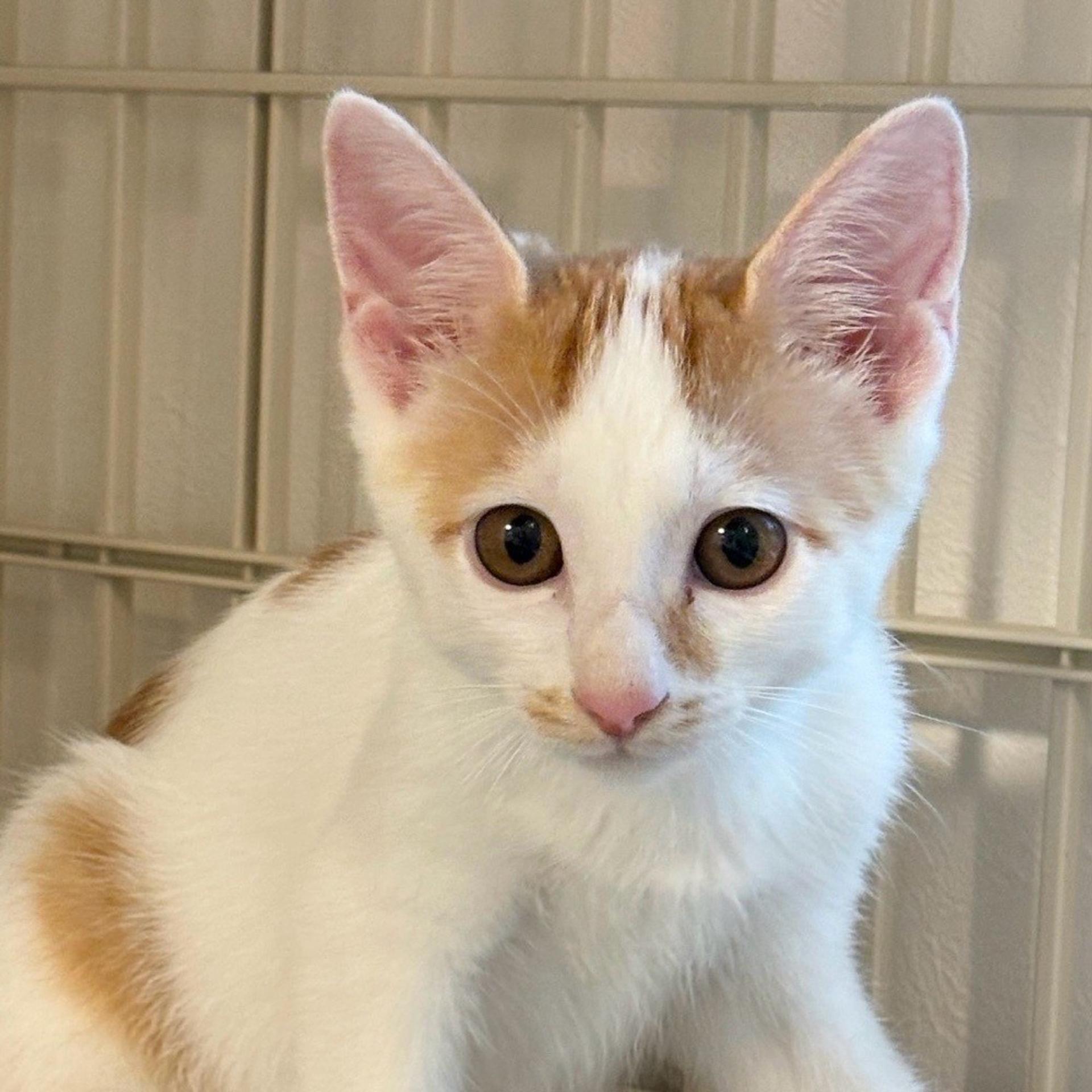 pet-image-5