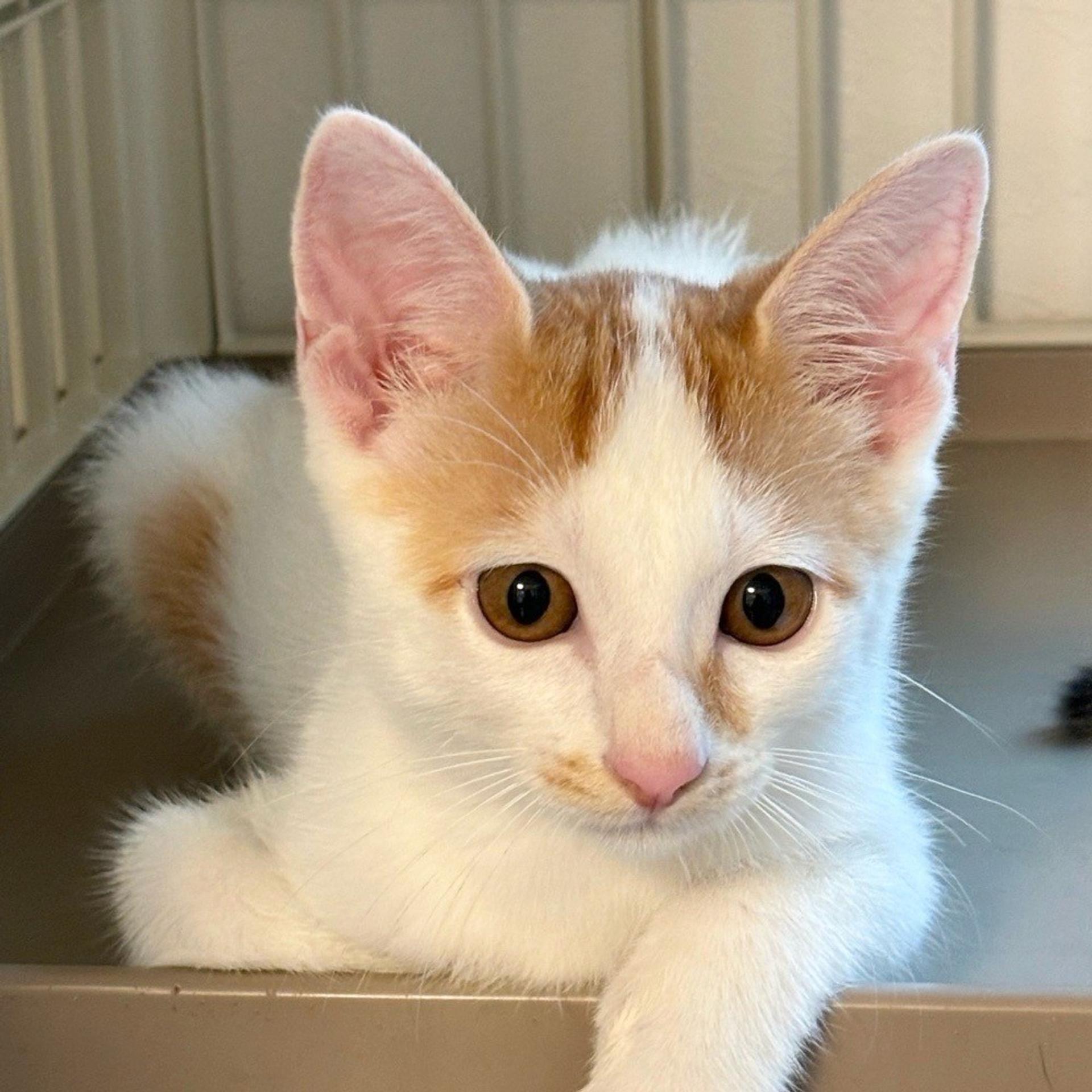pet-image-6