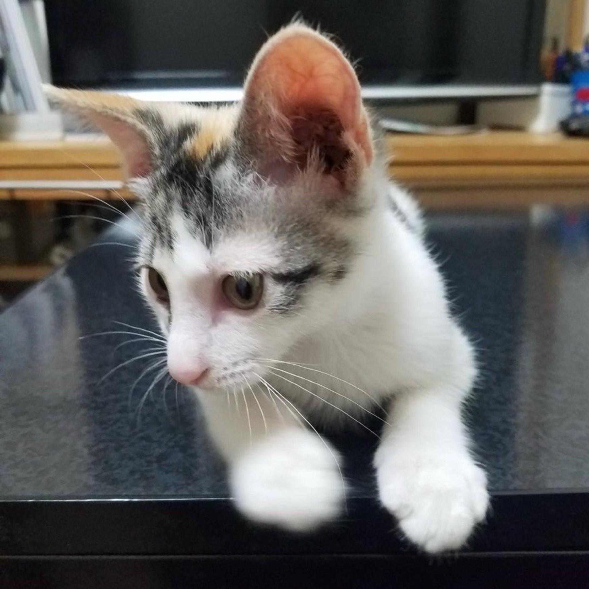 pet-image-4