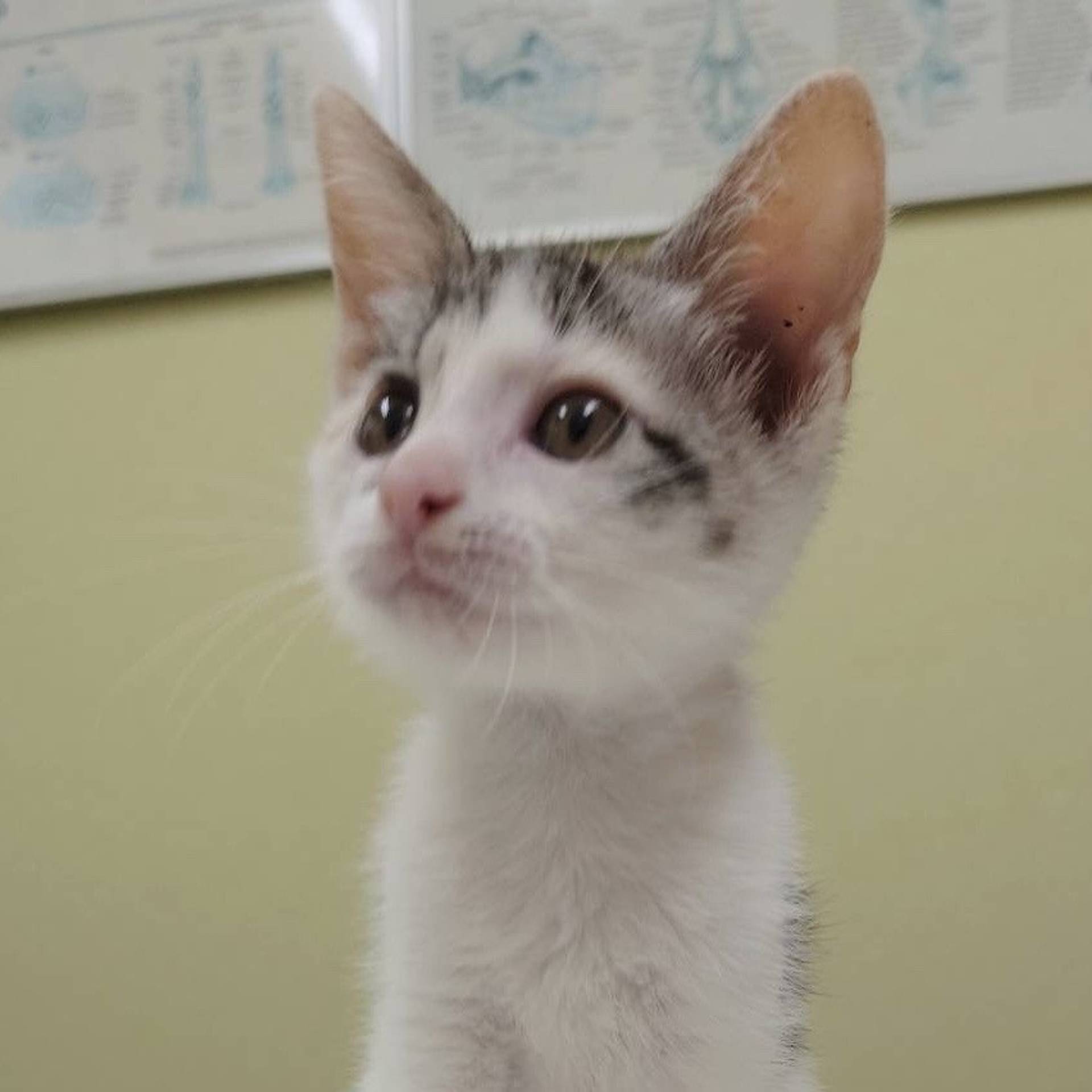 雑種（ミックス猫）・メスの里親募集の写真