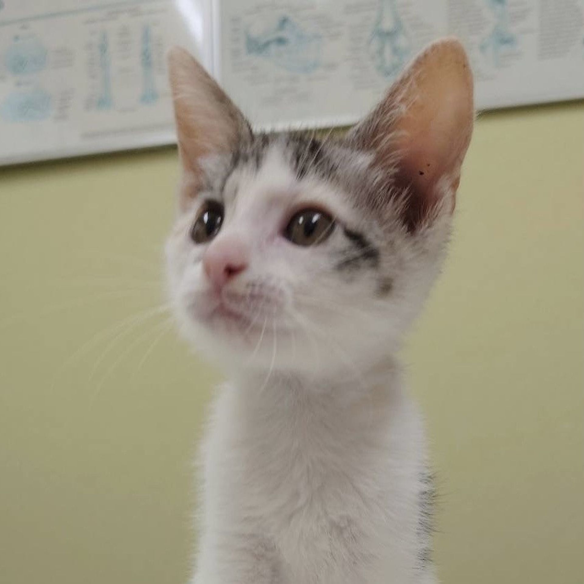 雑種（ミックス猫）・メスの里親募集の写真