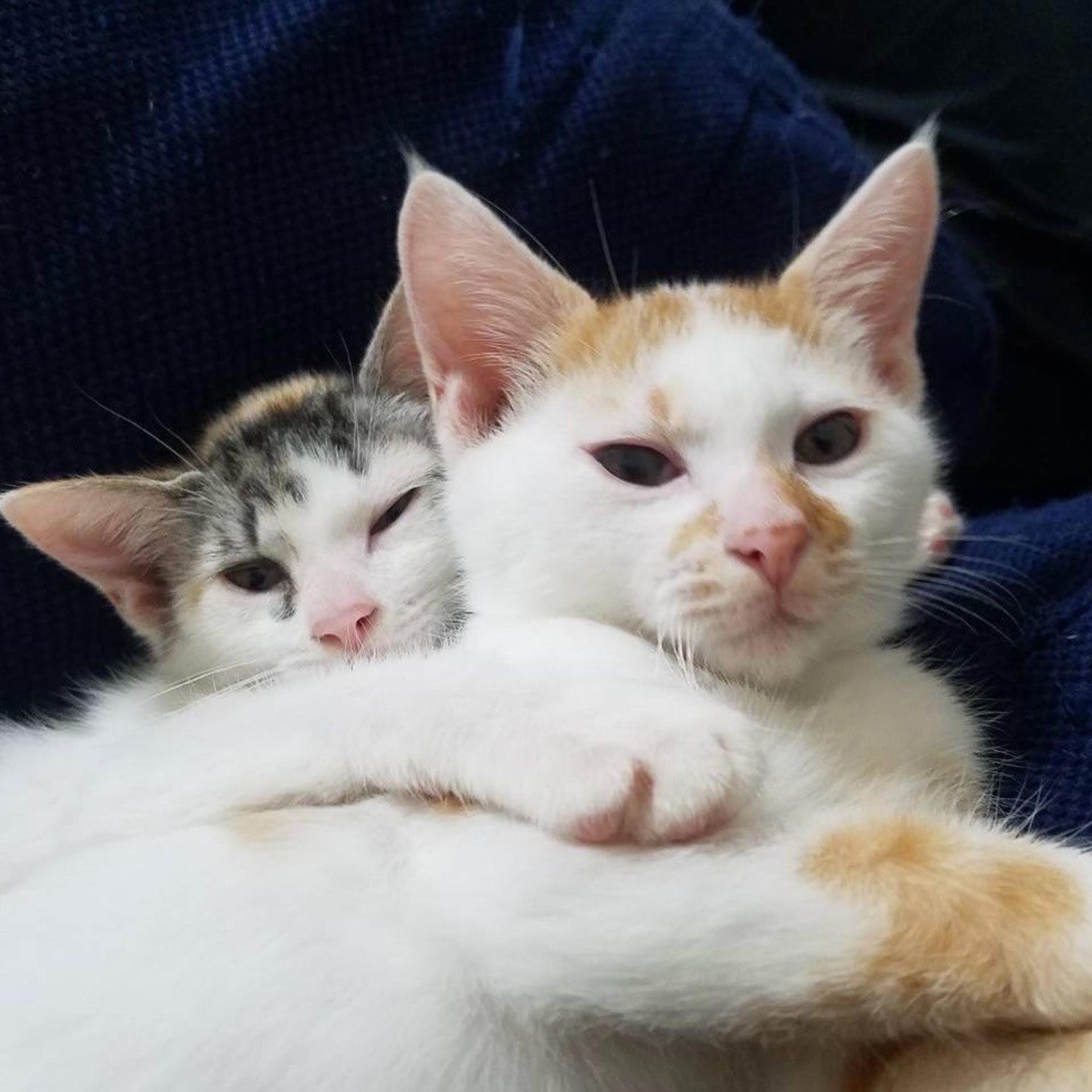pet-image-2