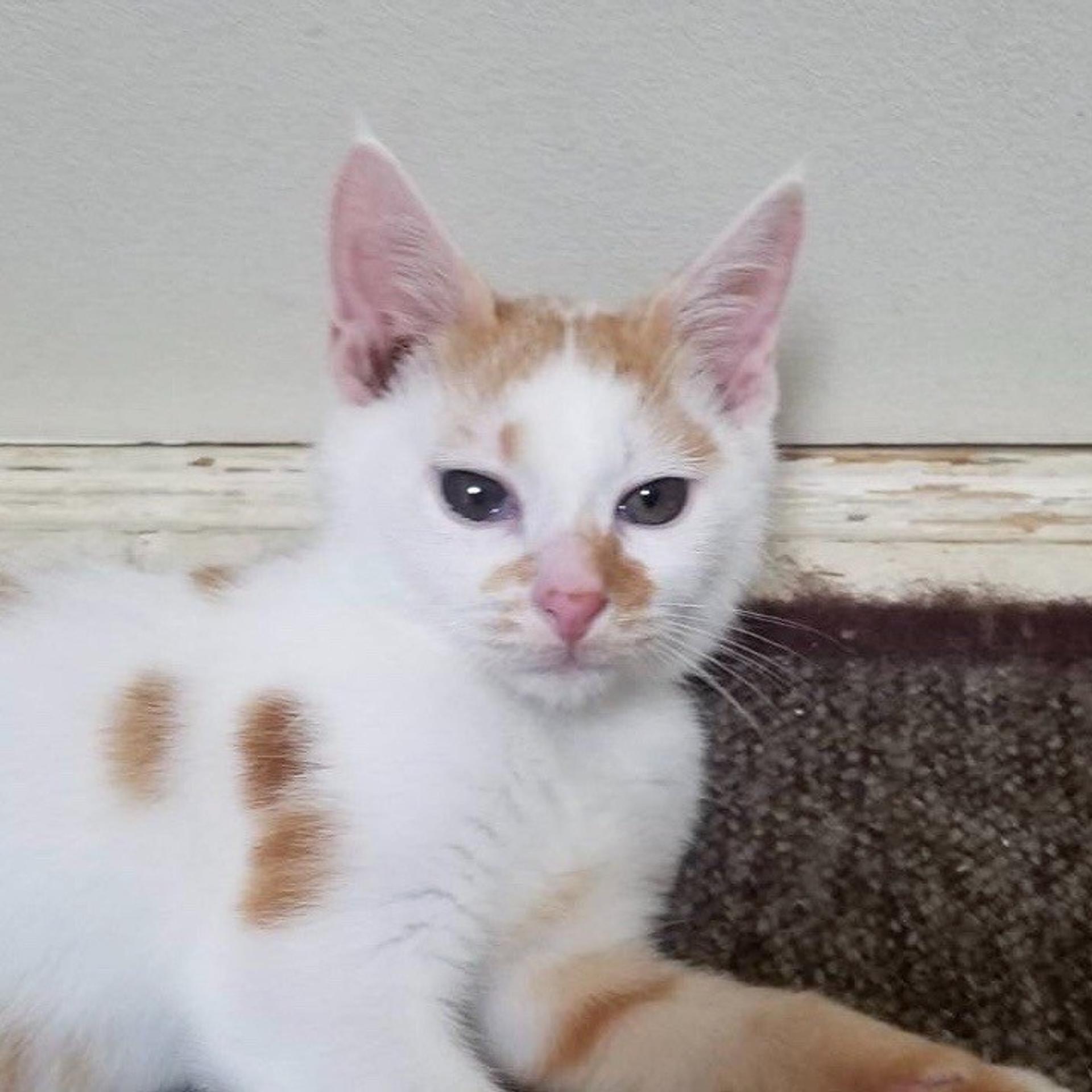 pet-image-5