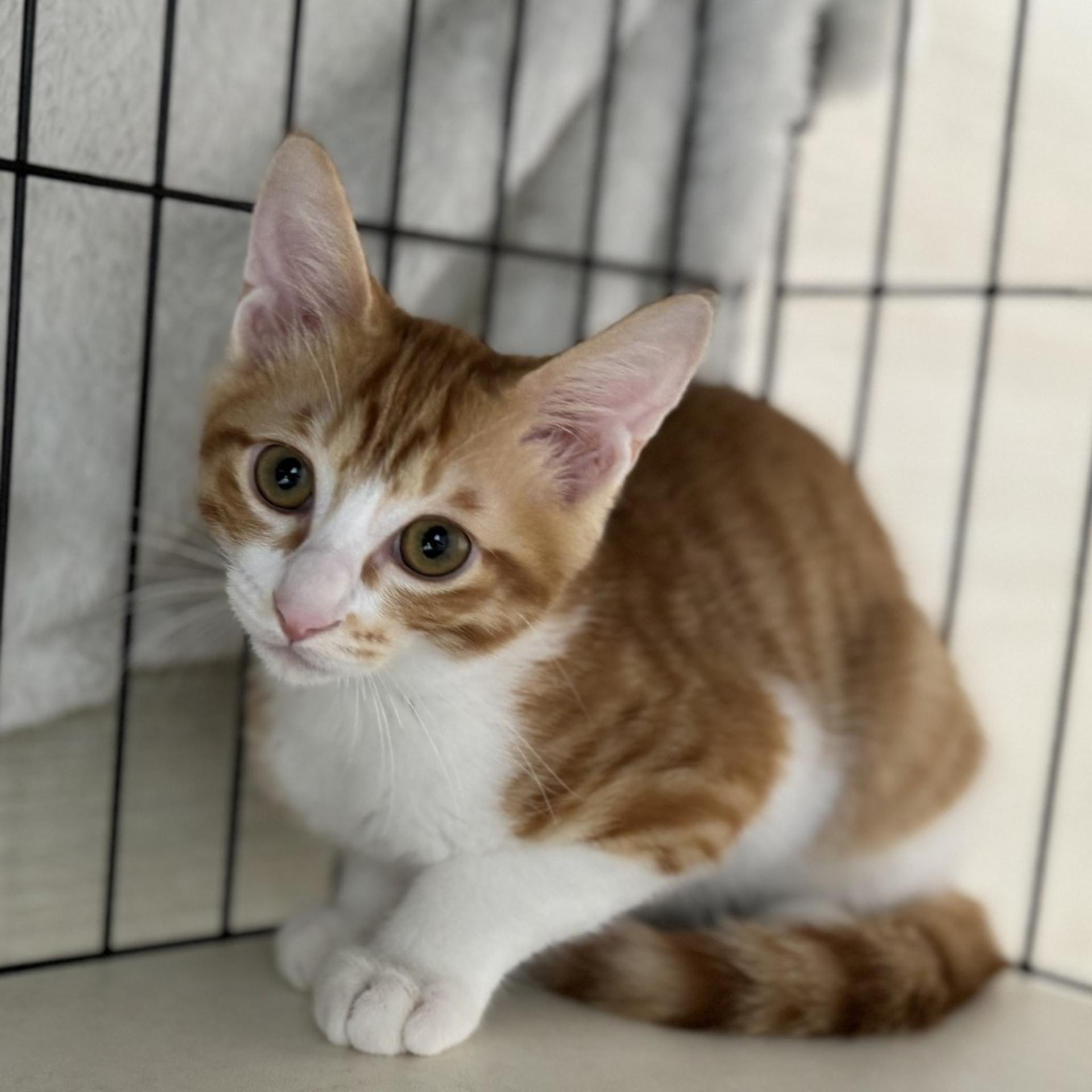 pet-image-6