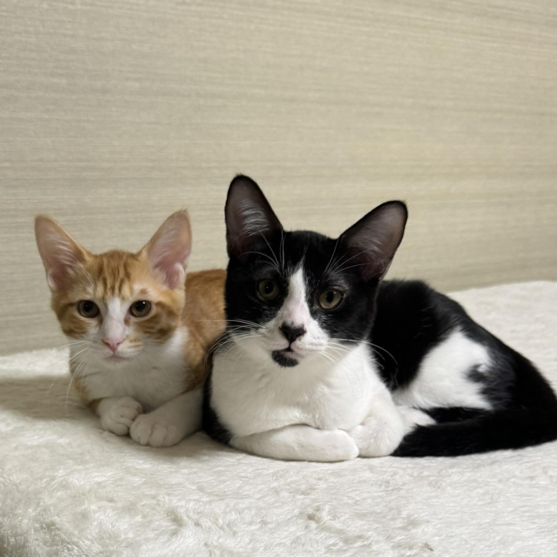 pet-image-5