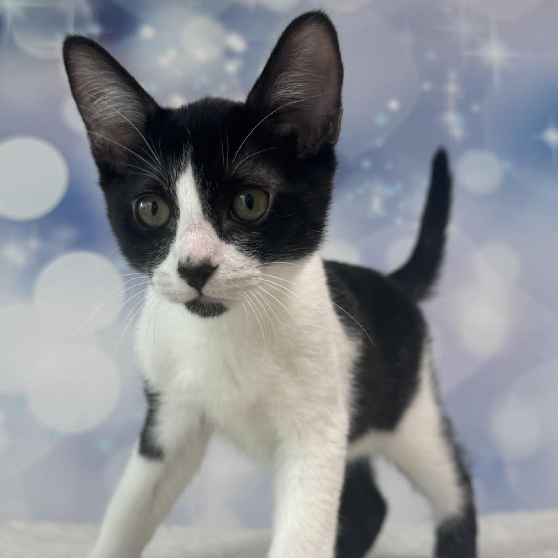 pet-image-4