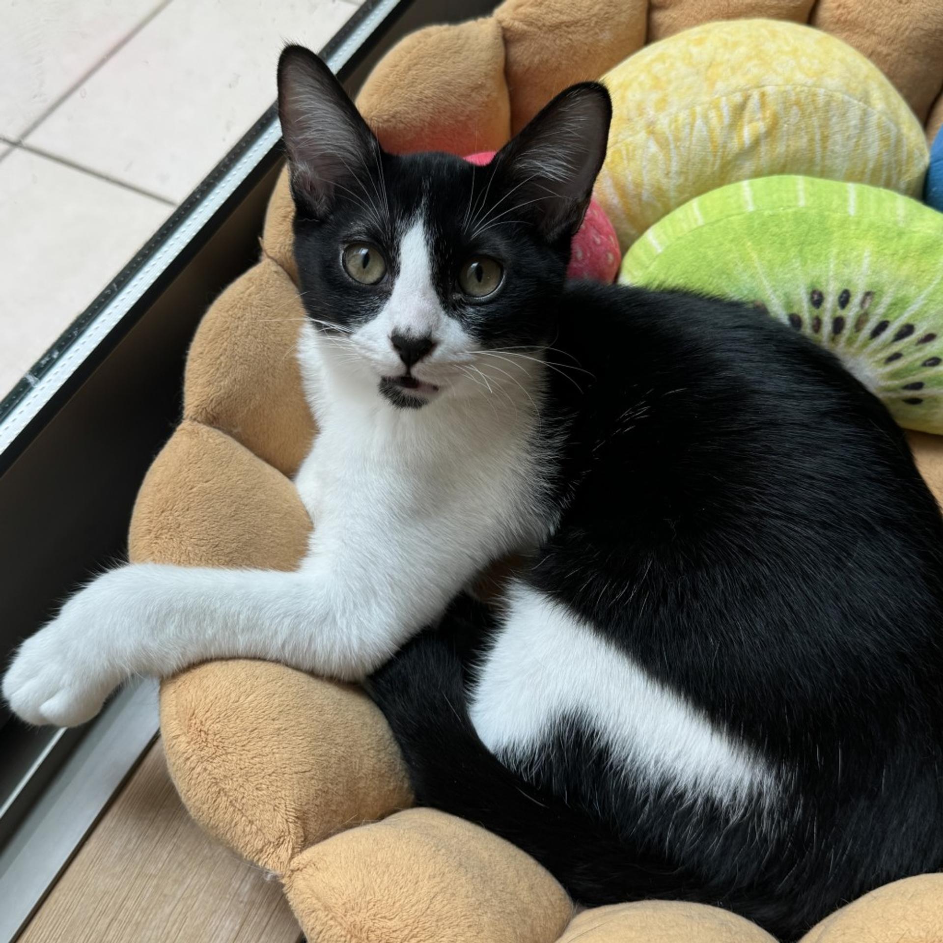 pet-image-9