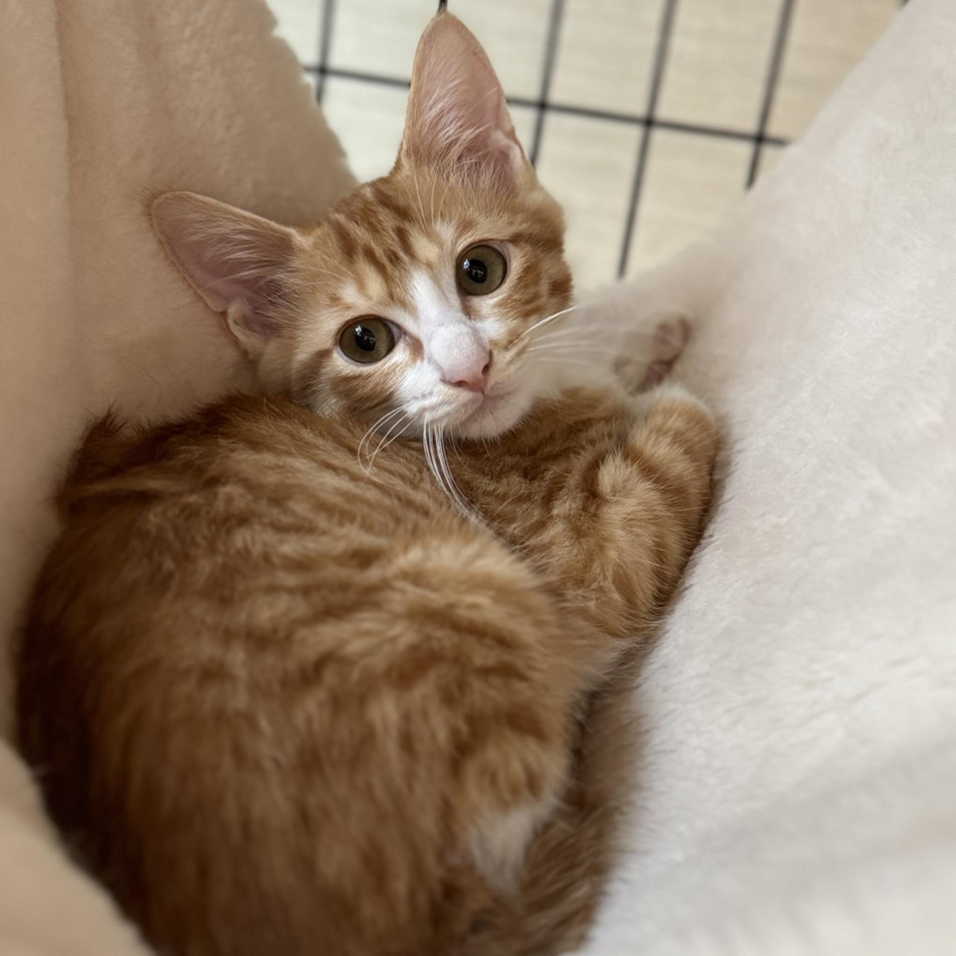 pet-image-3