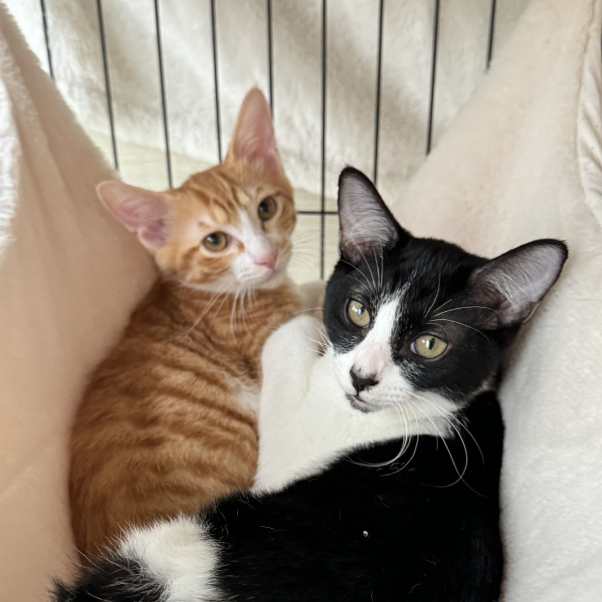 雑種（ミックス猫）・オスの里親募集の写真