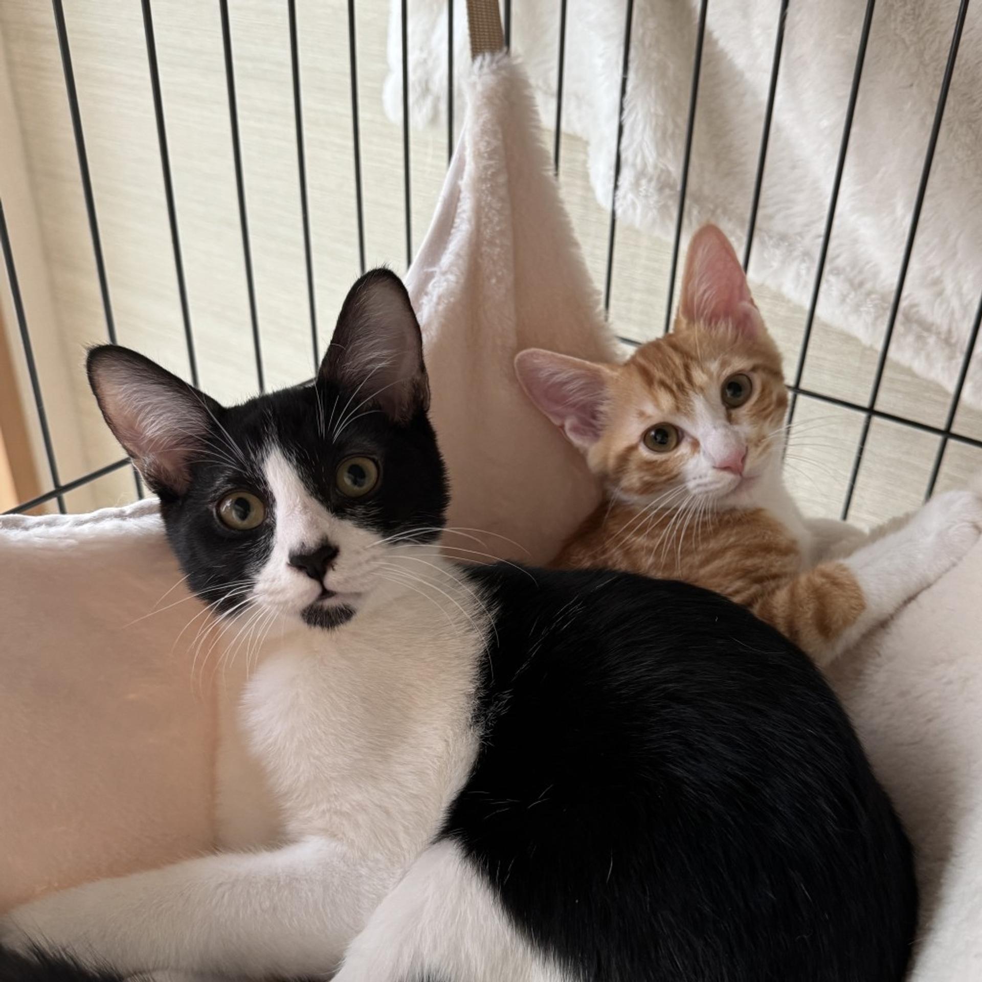 pet-image-2