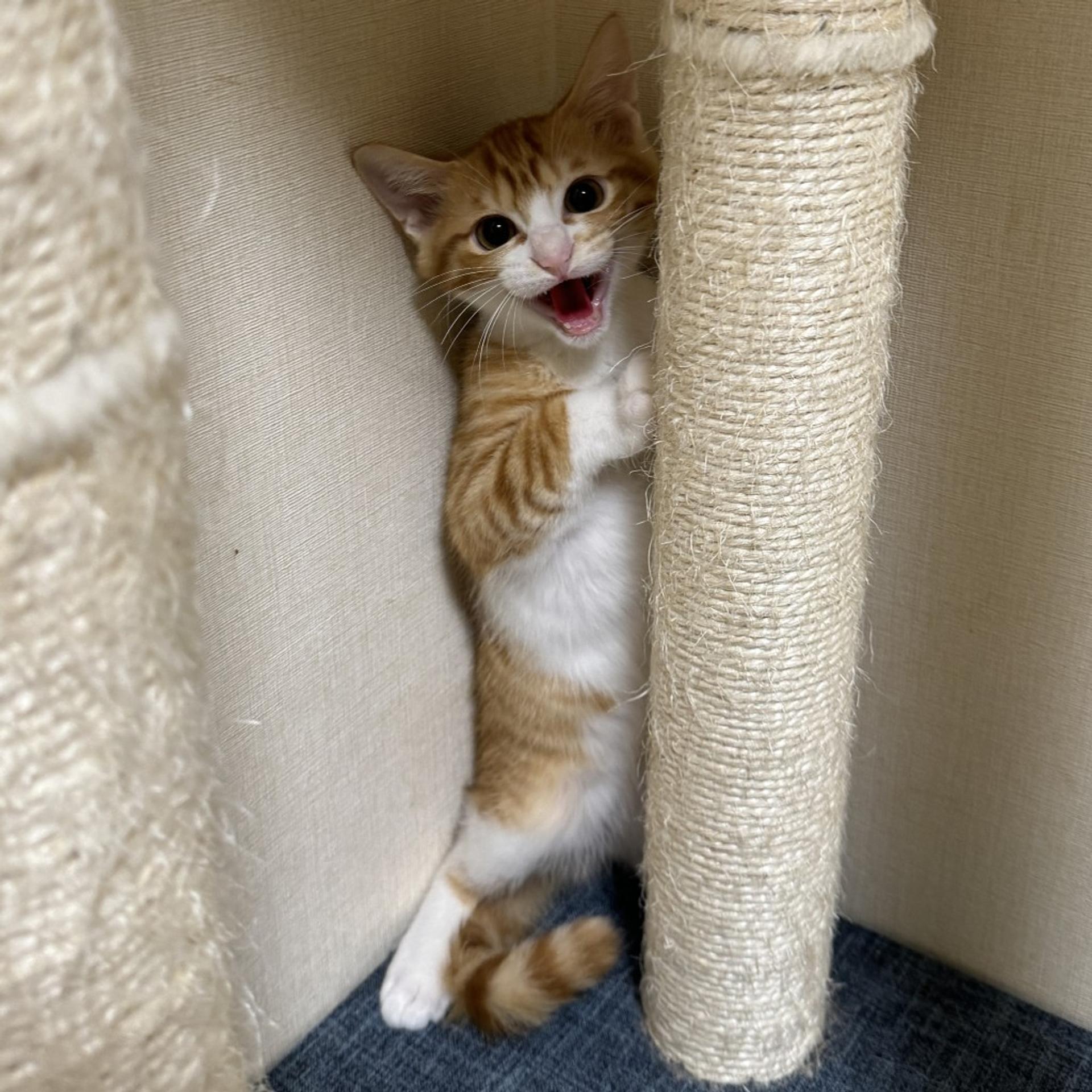 pet-image-8