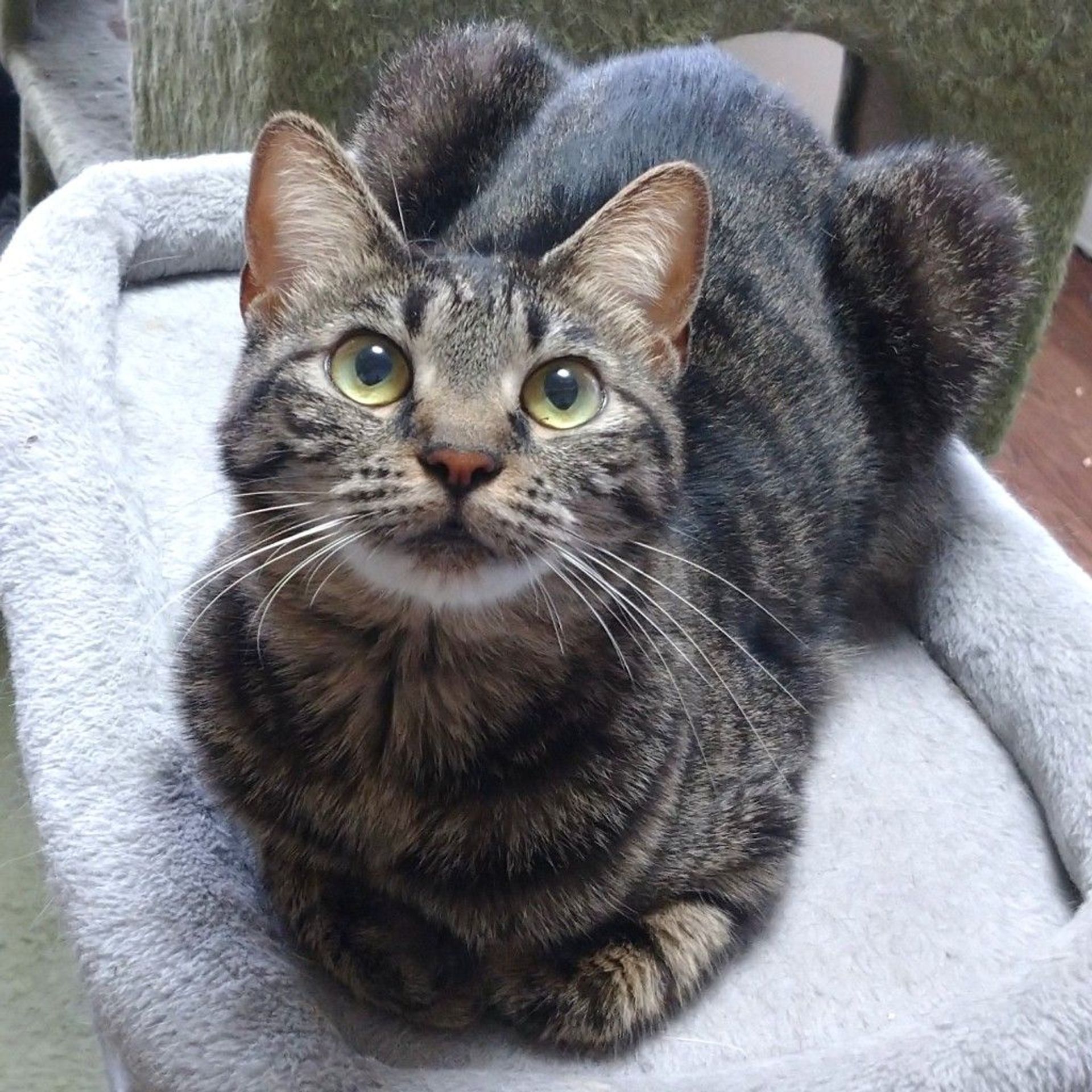 雑種（ミックス猫）・メスの里親募集の写真