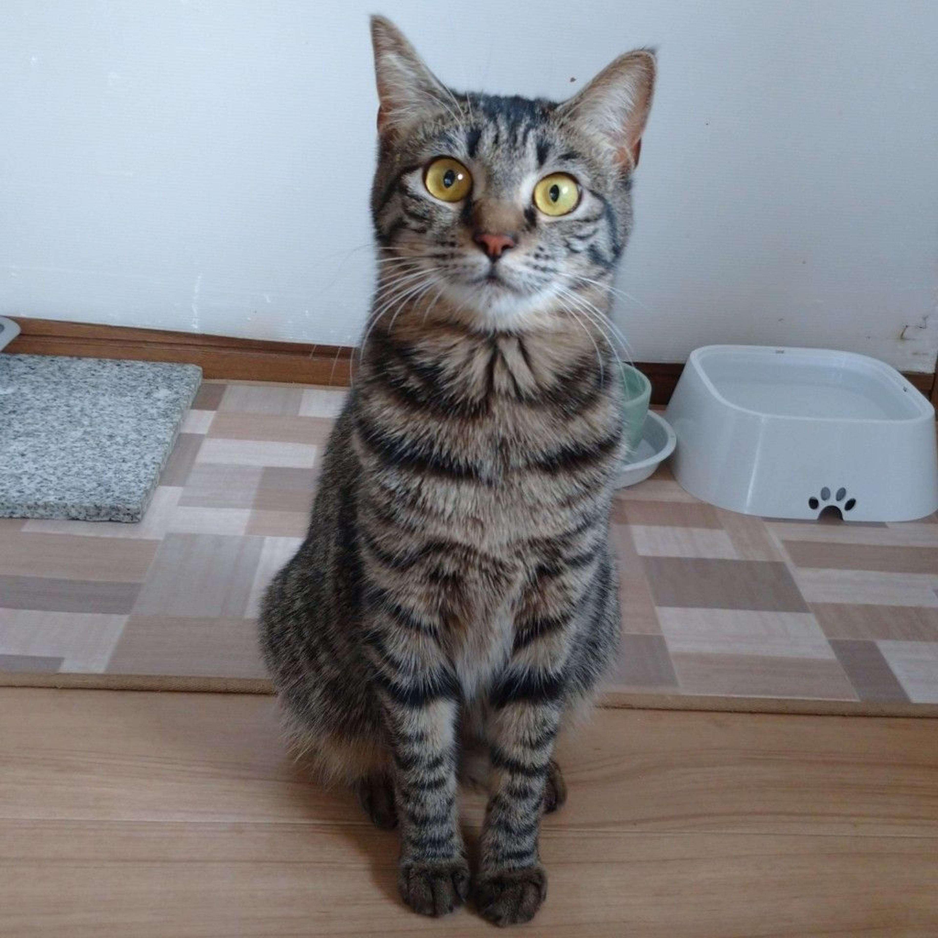 pet-image-4
