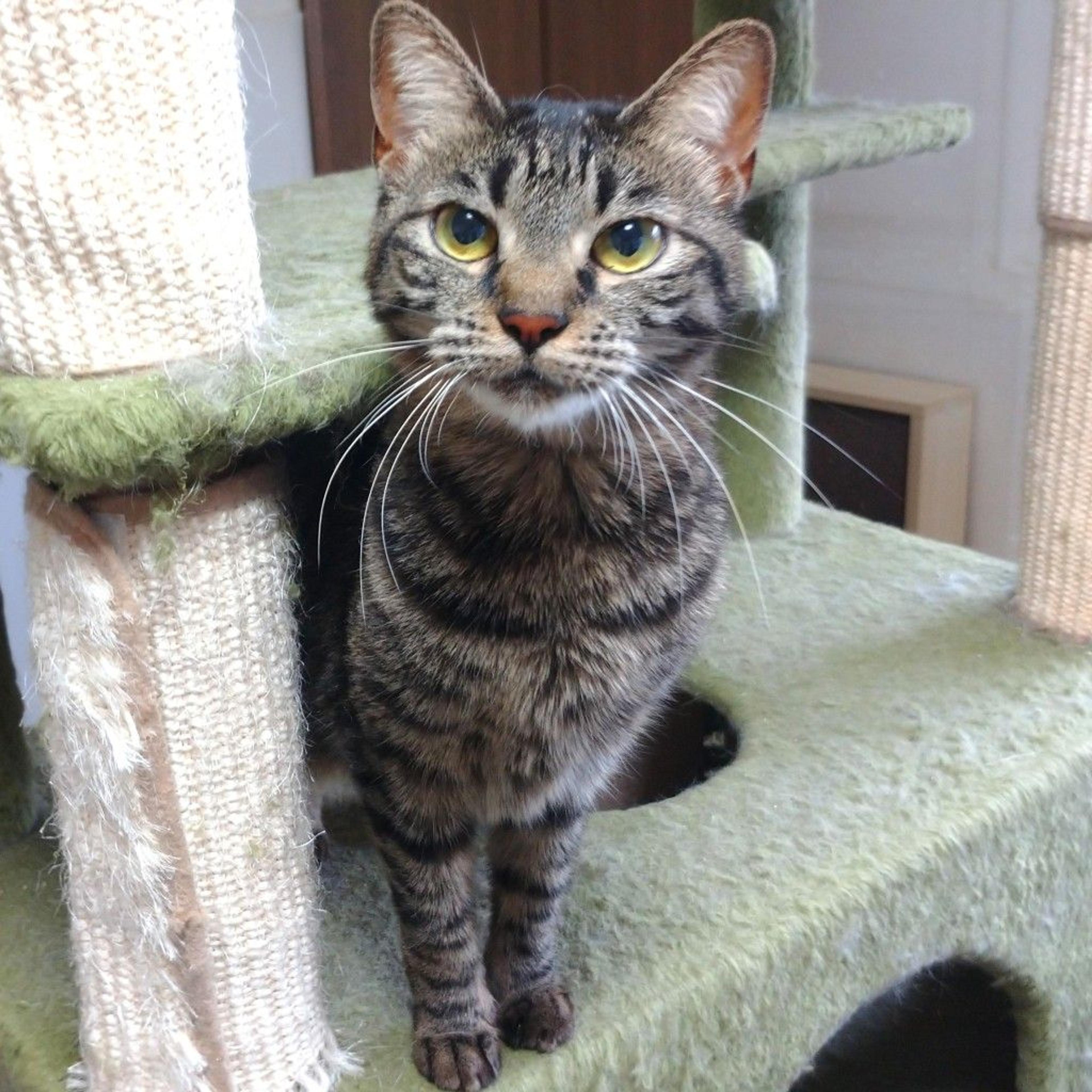 pet-image-5