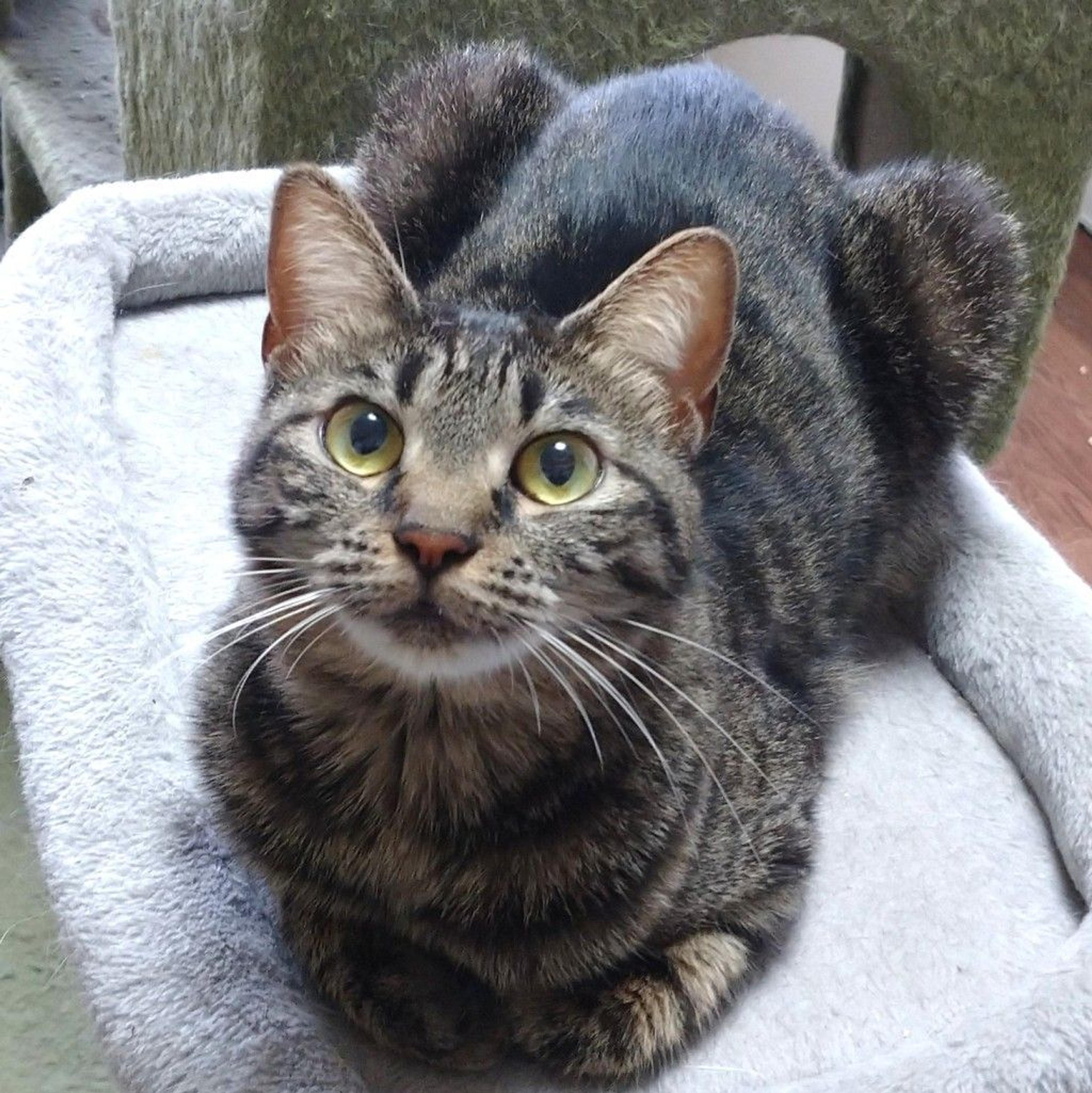 pet-image-8