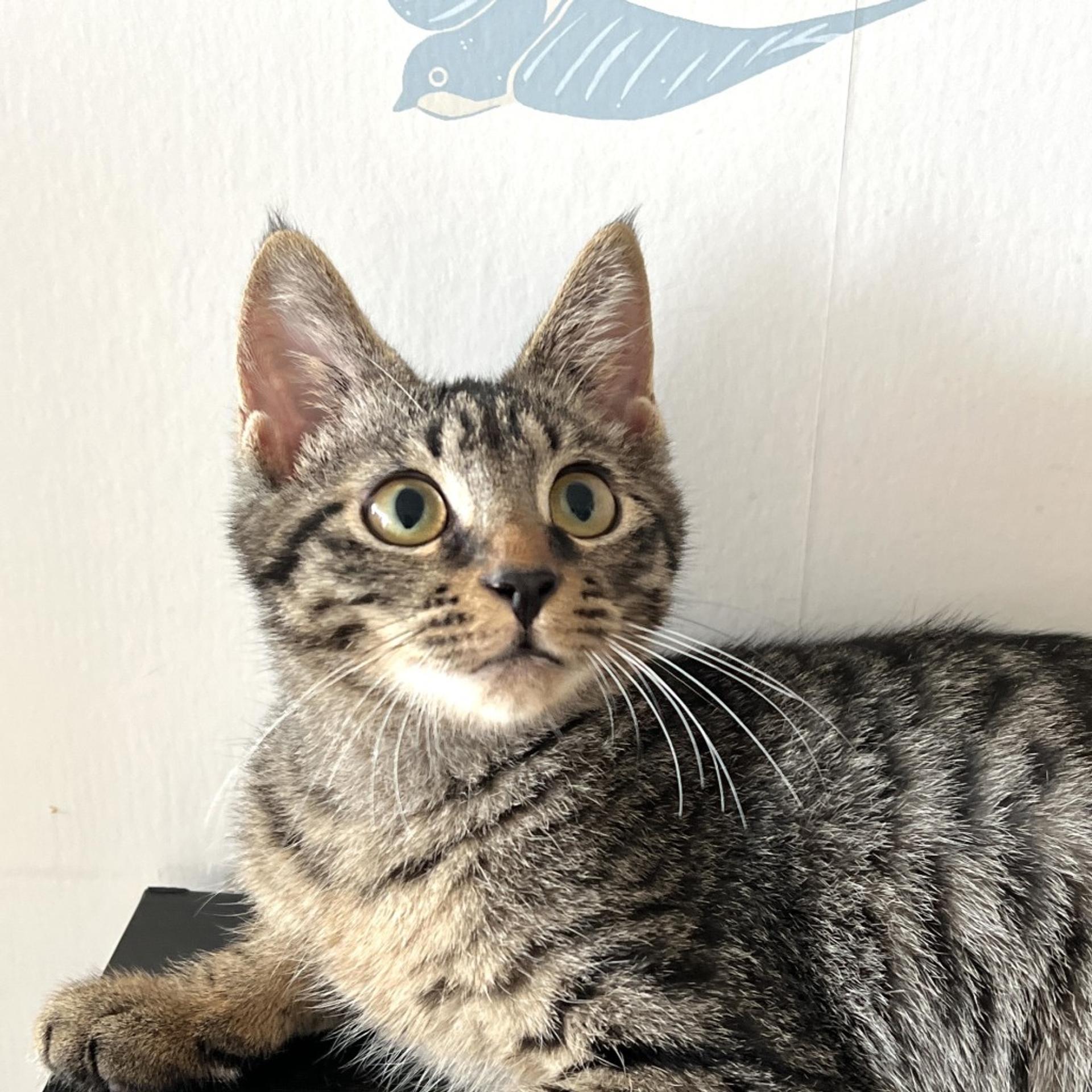 pet-image-8