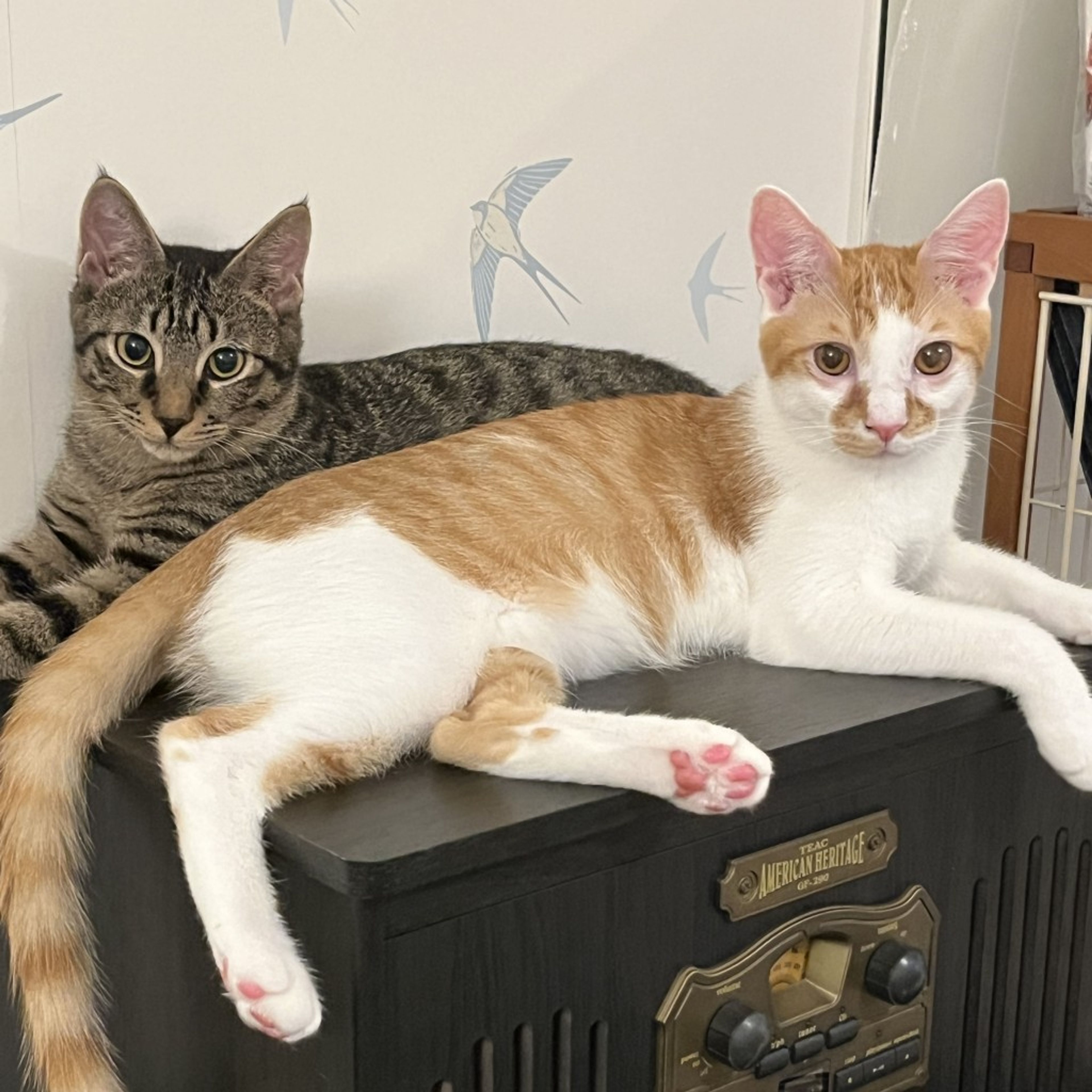 image-6