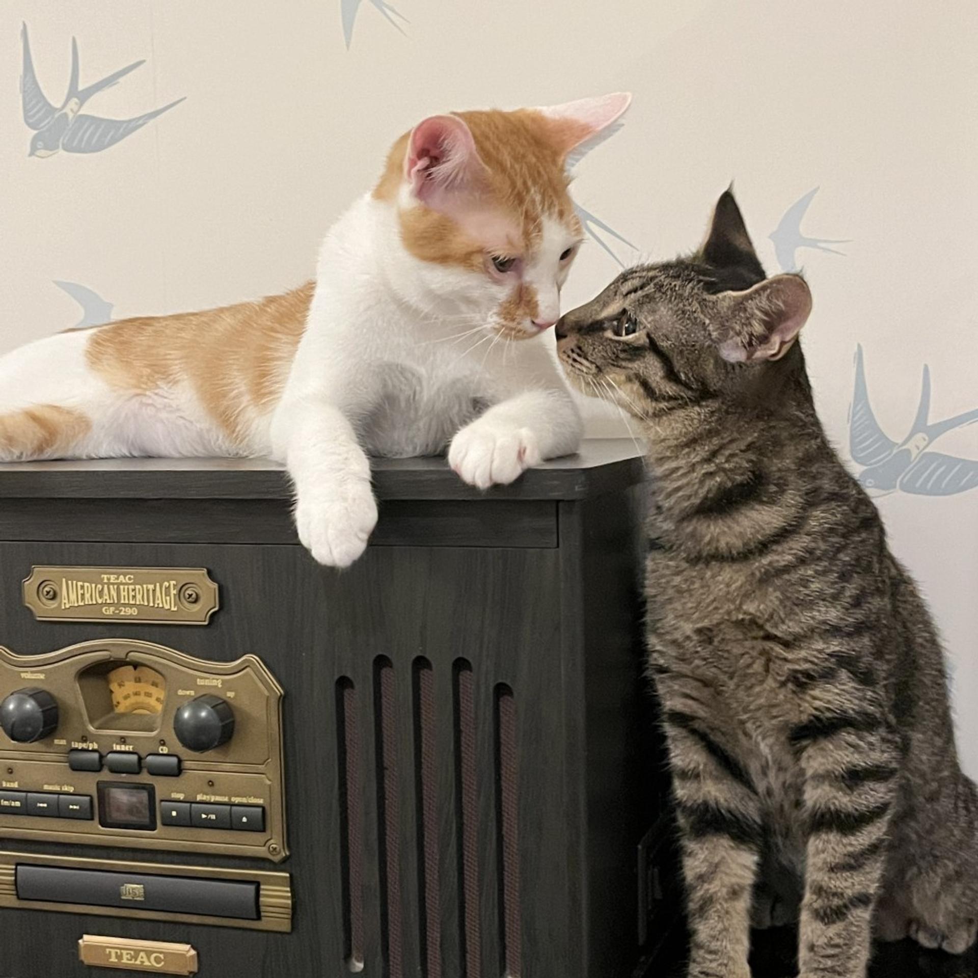 pet-image-5