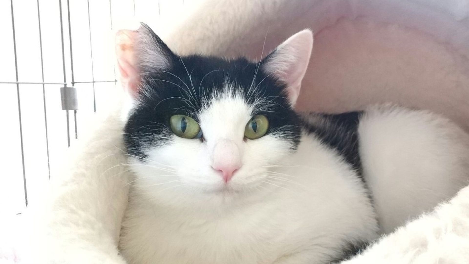 雑種（ミックス猫）・メスの里親募集の写真