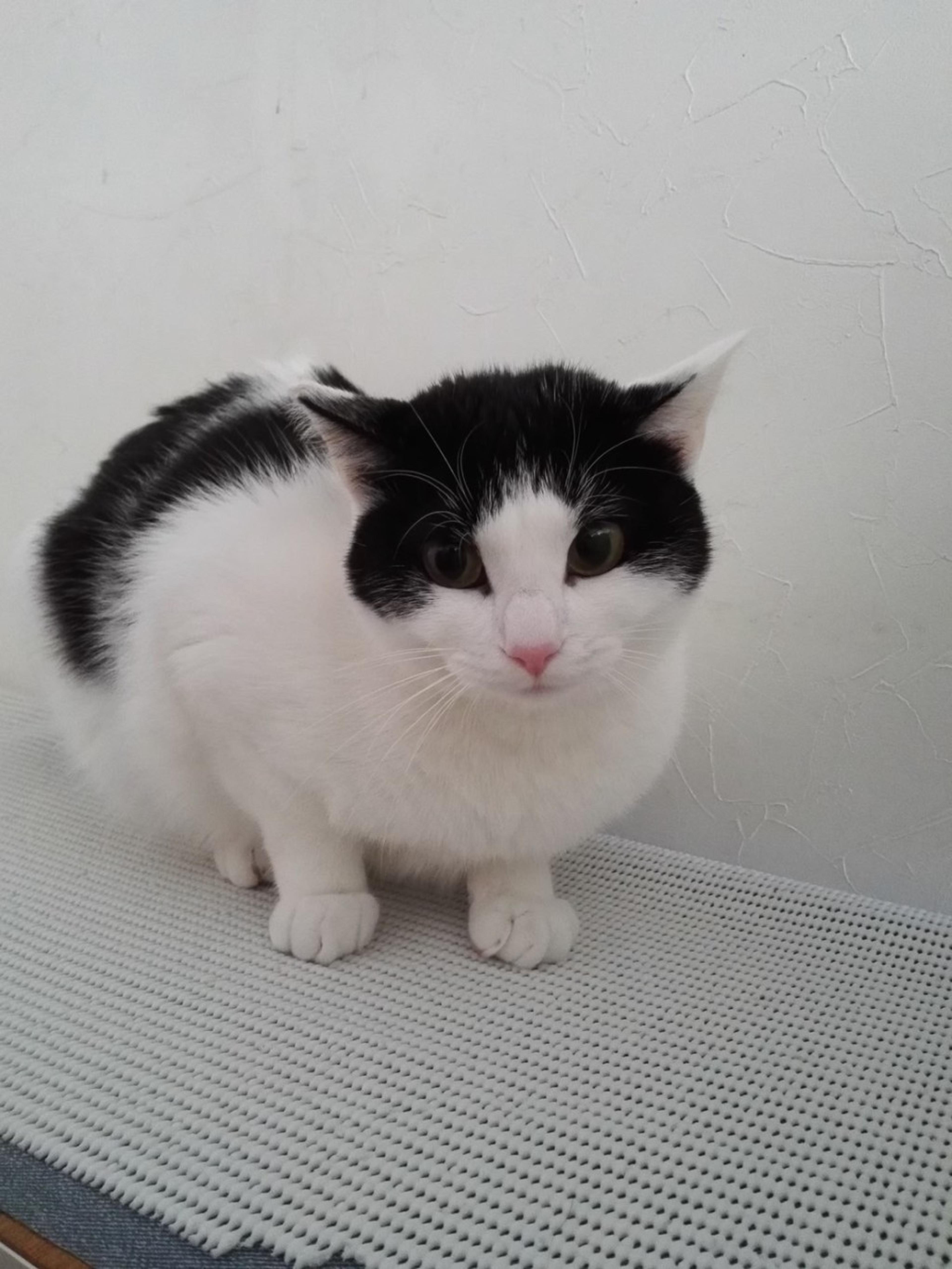 pet-image-2