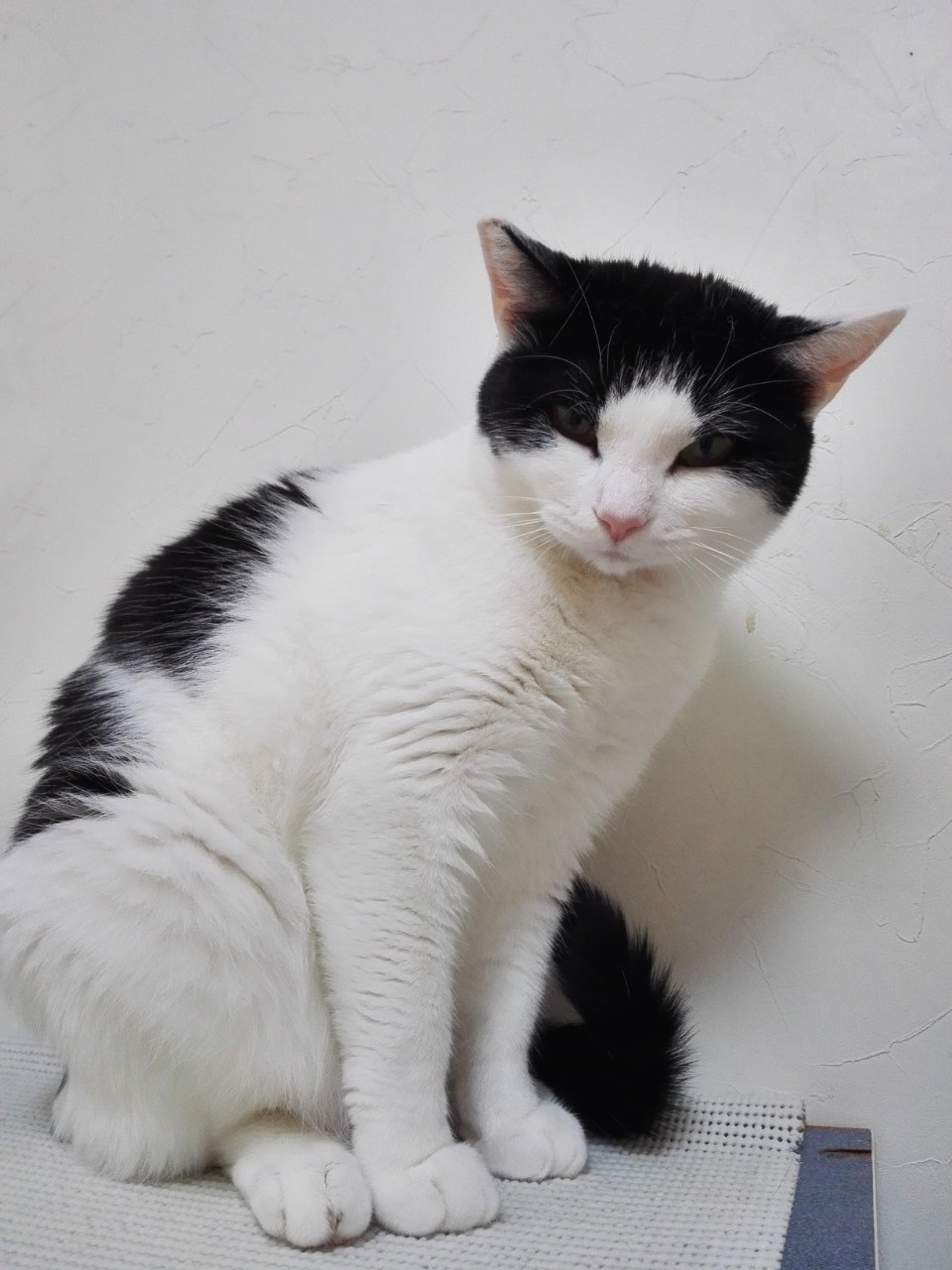 pet-image-5