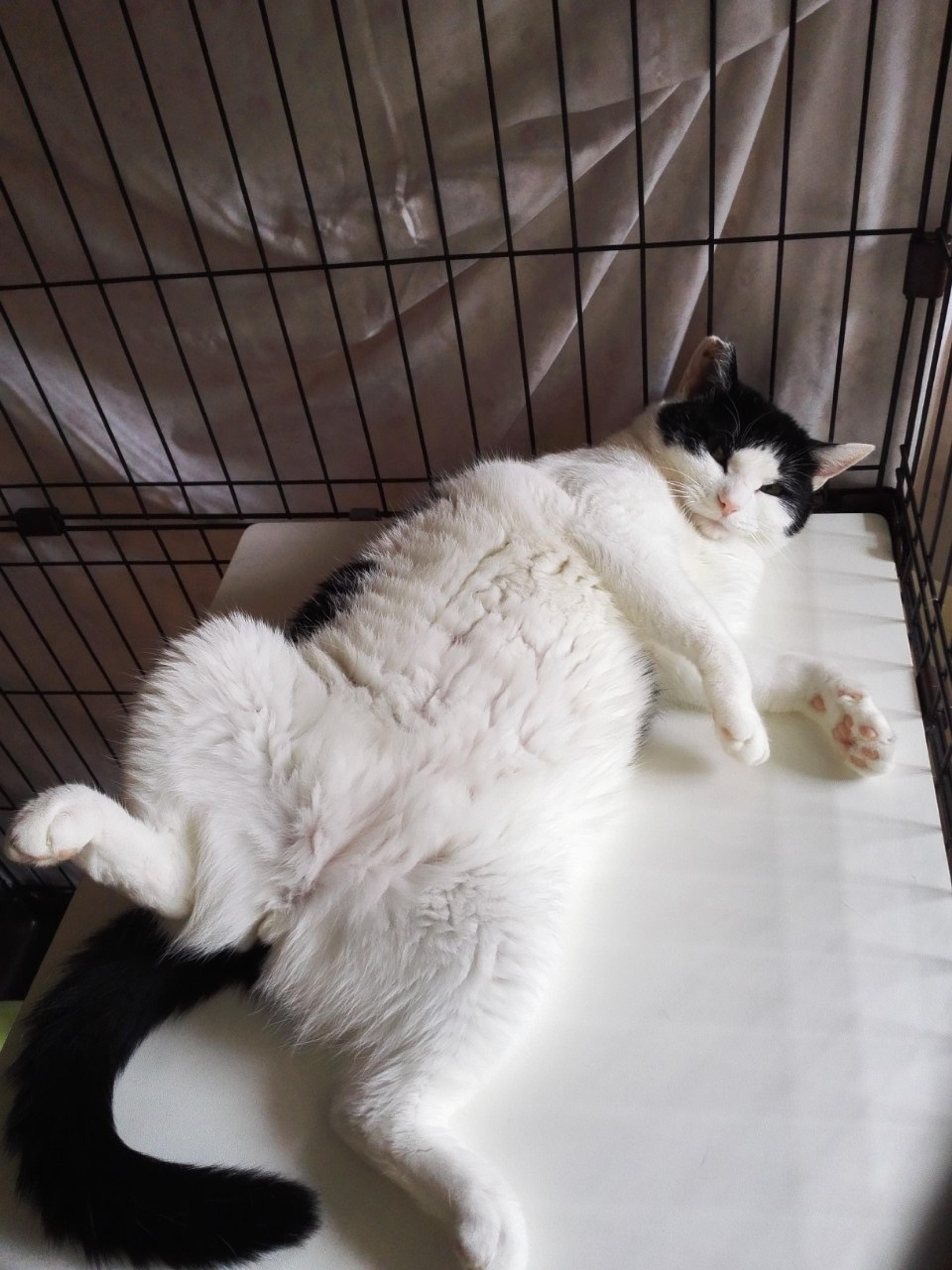 pet-image-3
