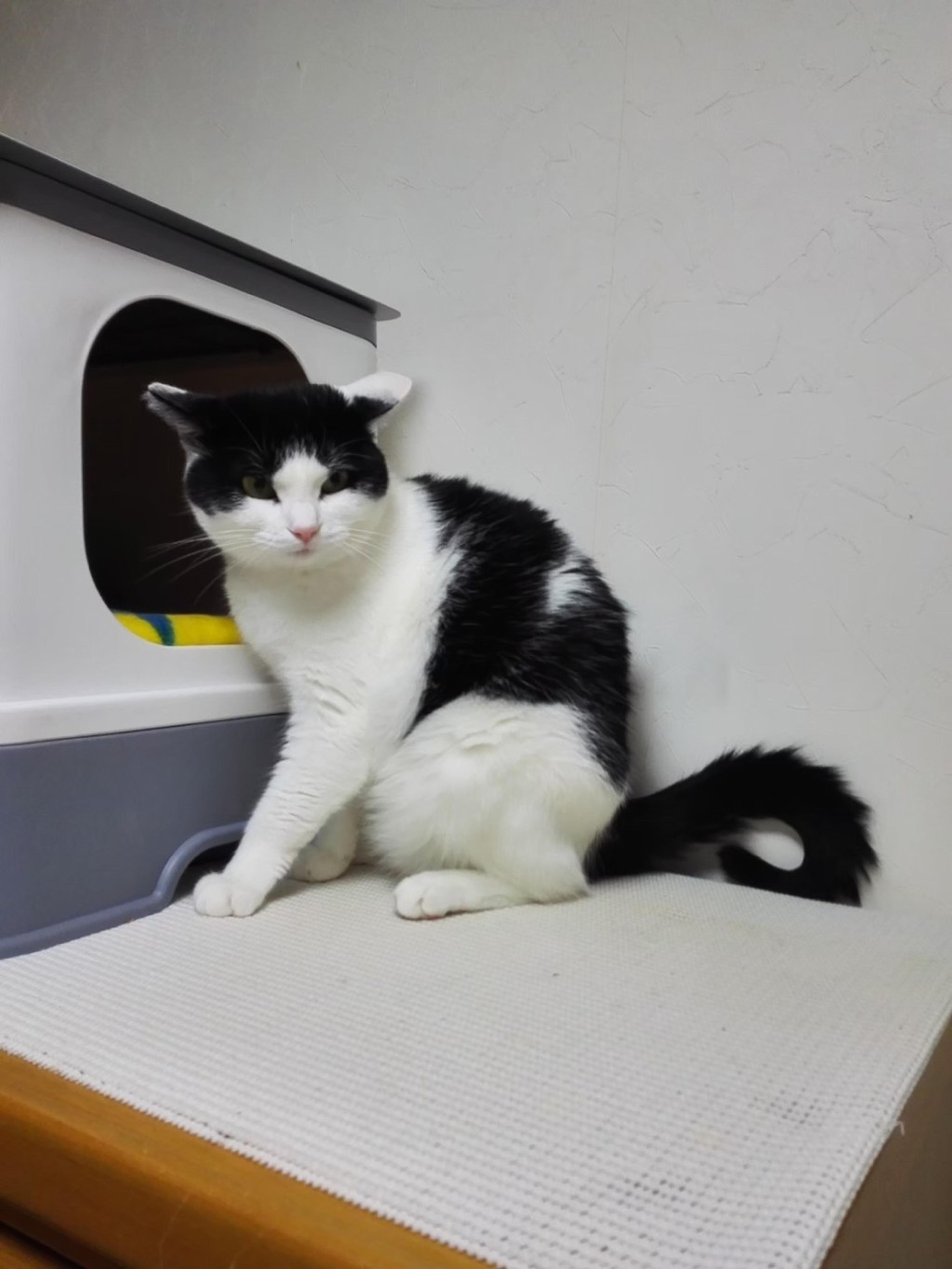 pet-image-4