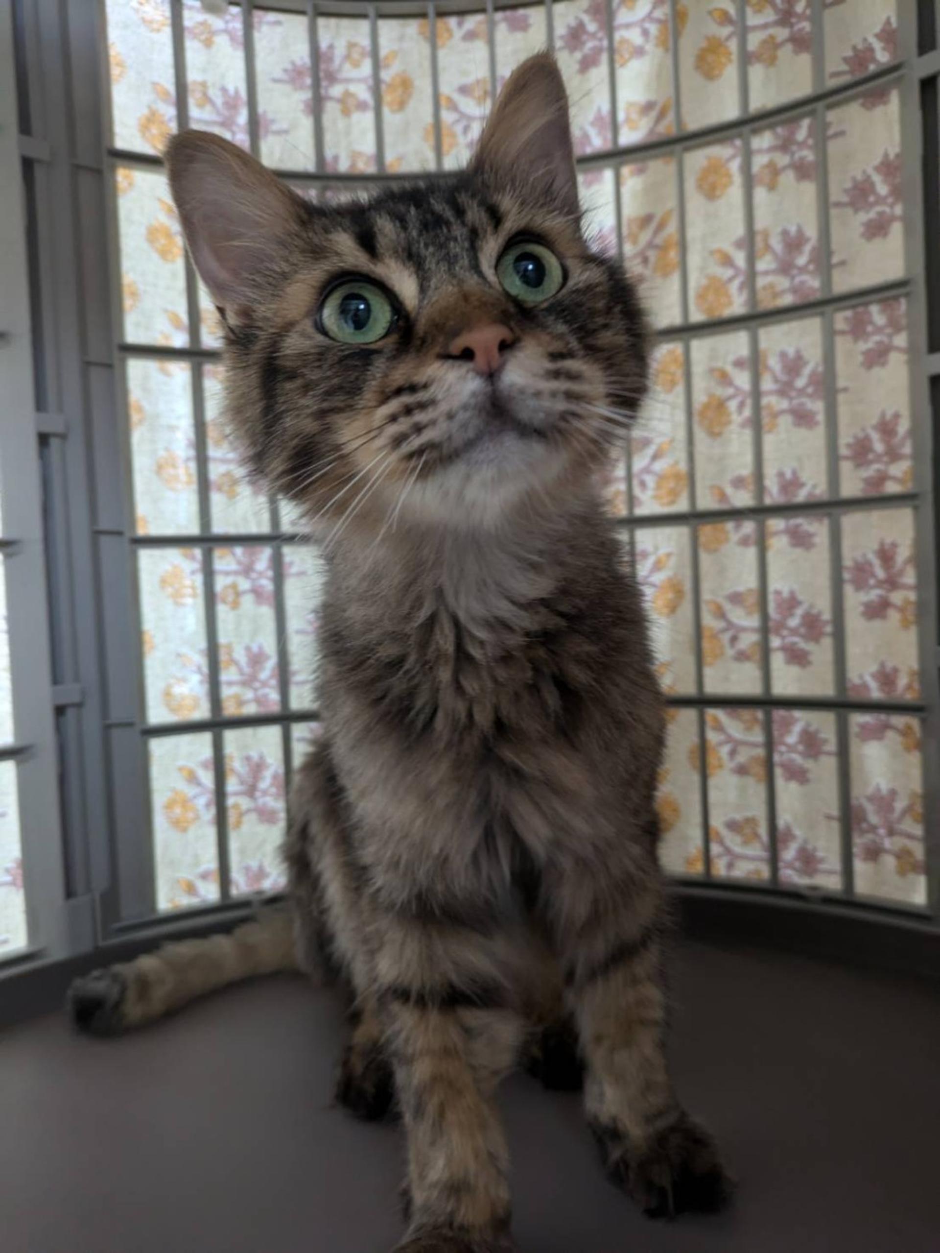 pet-image-2