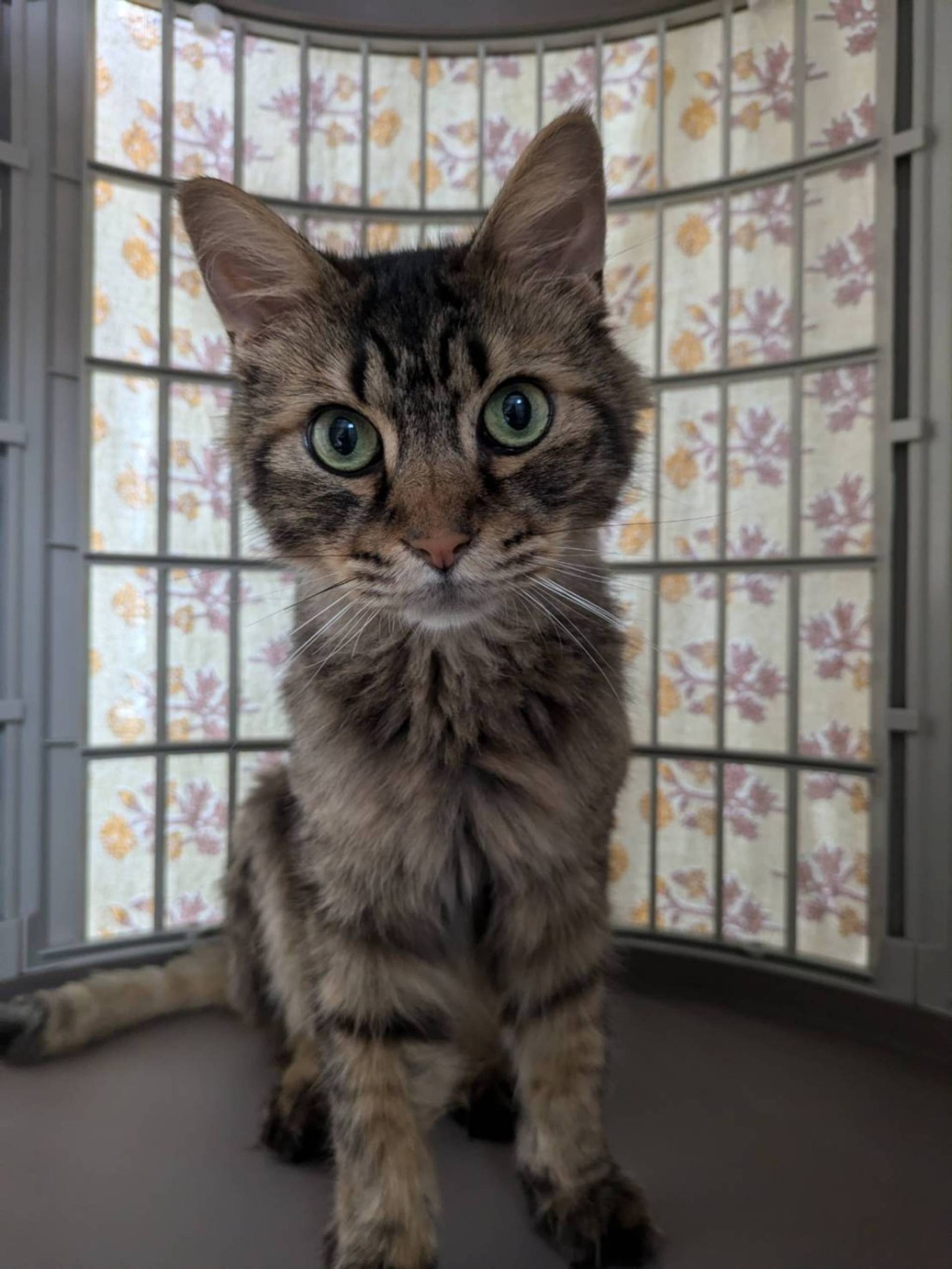 雑種（ミックス猫）・オスの里親募集の写真