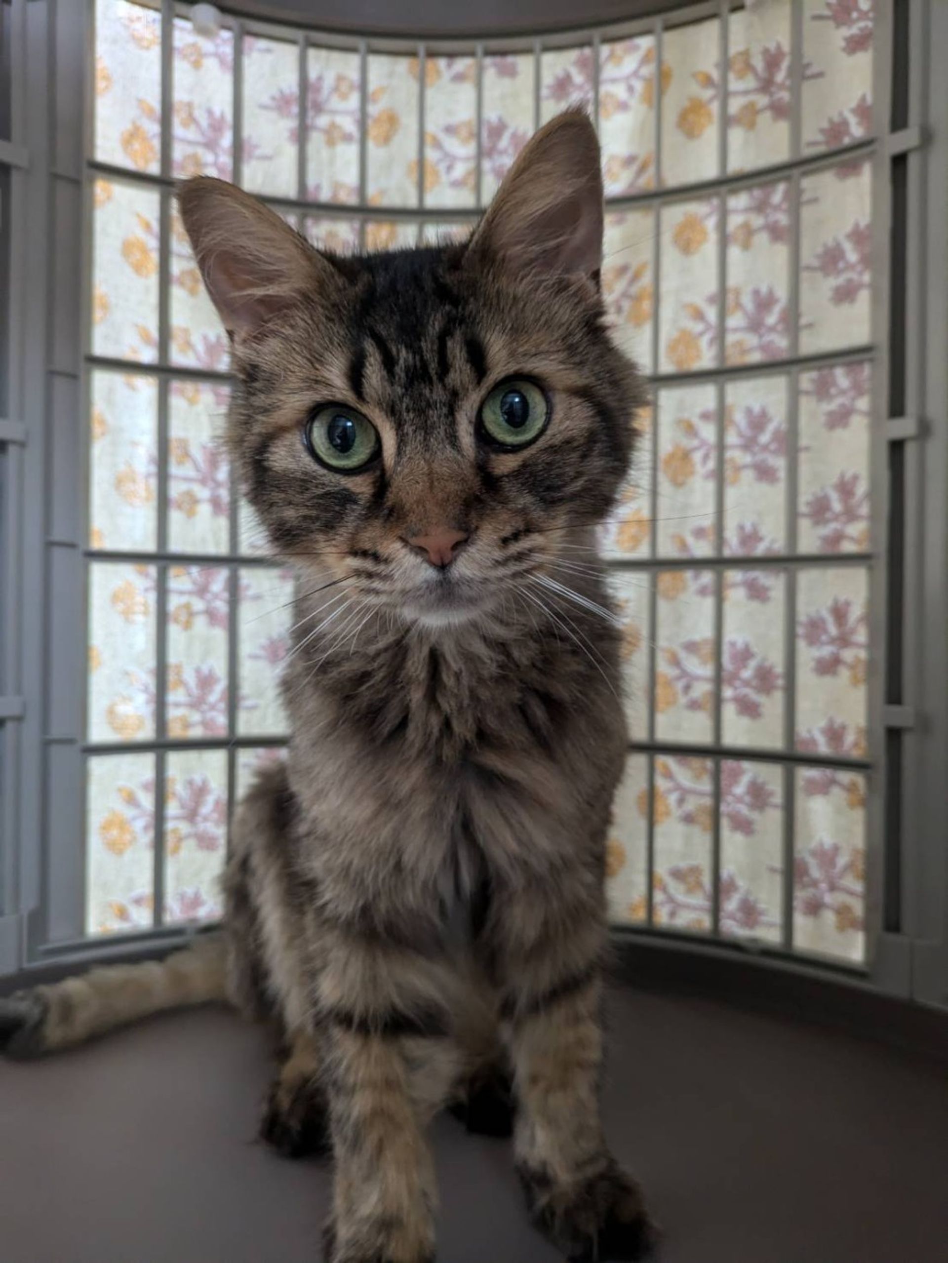 雑種（ミックス猫）・オスの里親募集の写真