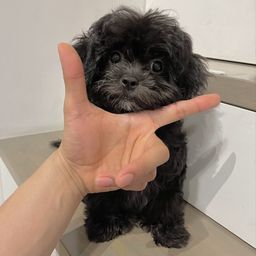 thumb-0