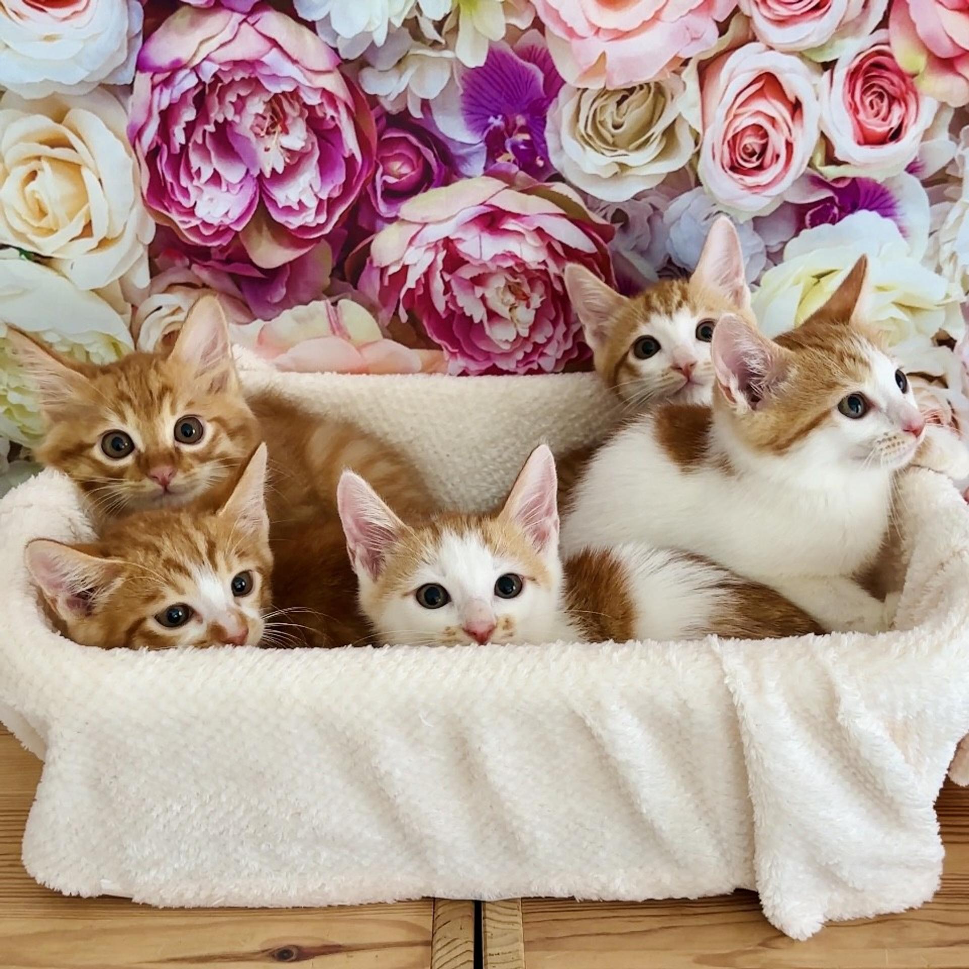 pet-image-3