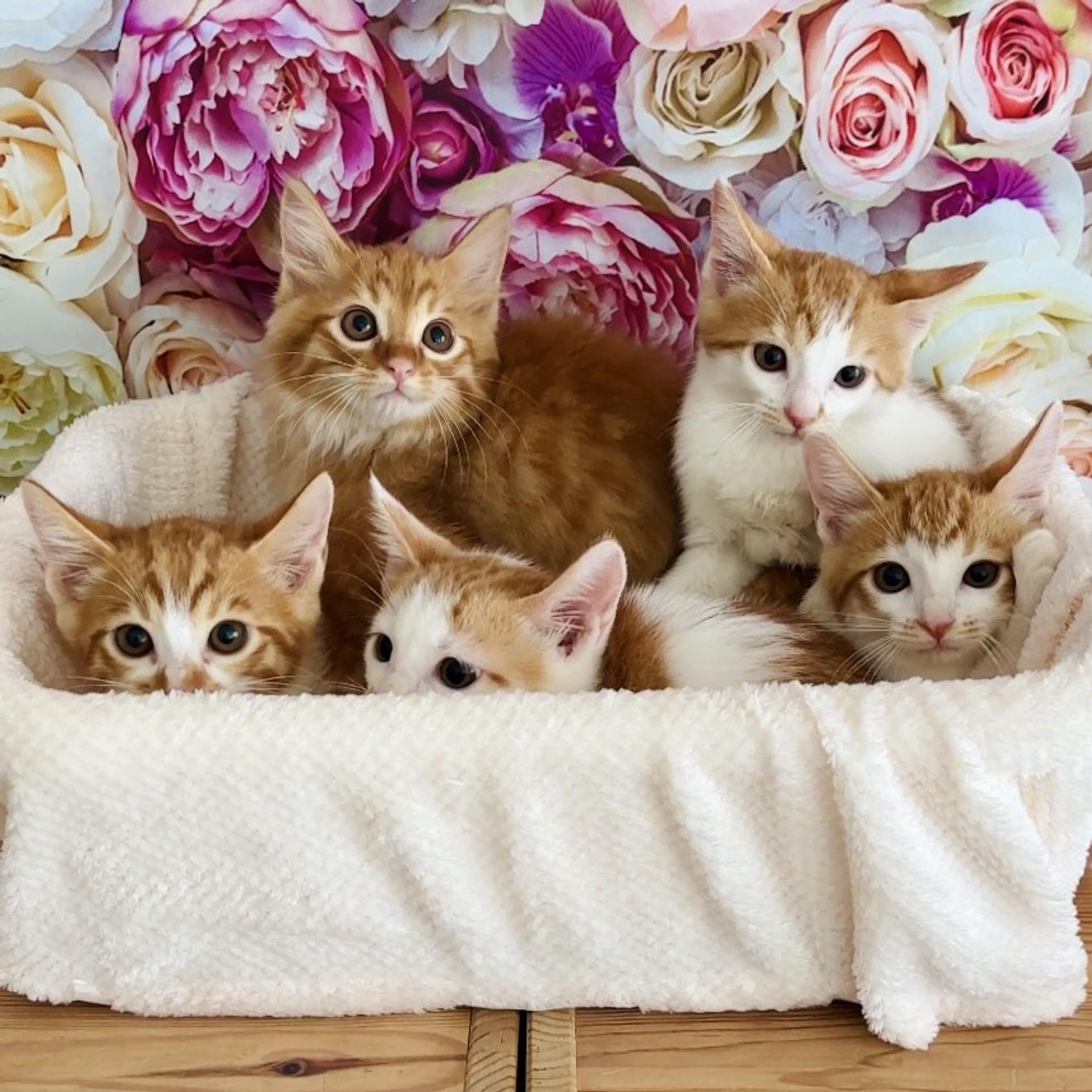 pet-image-4