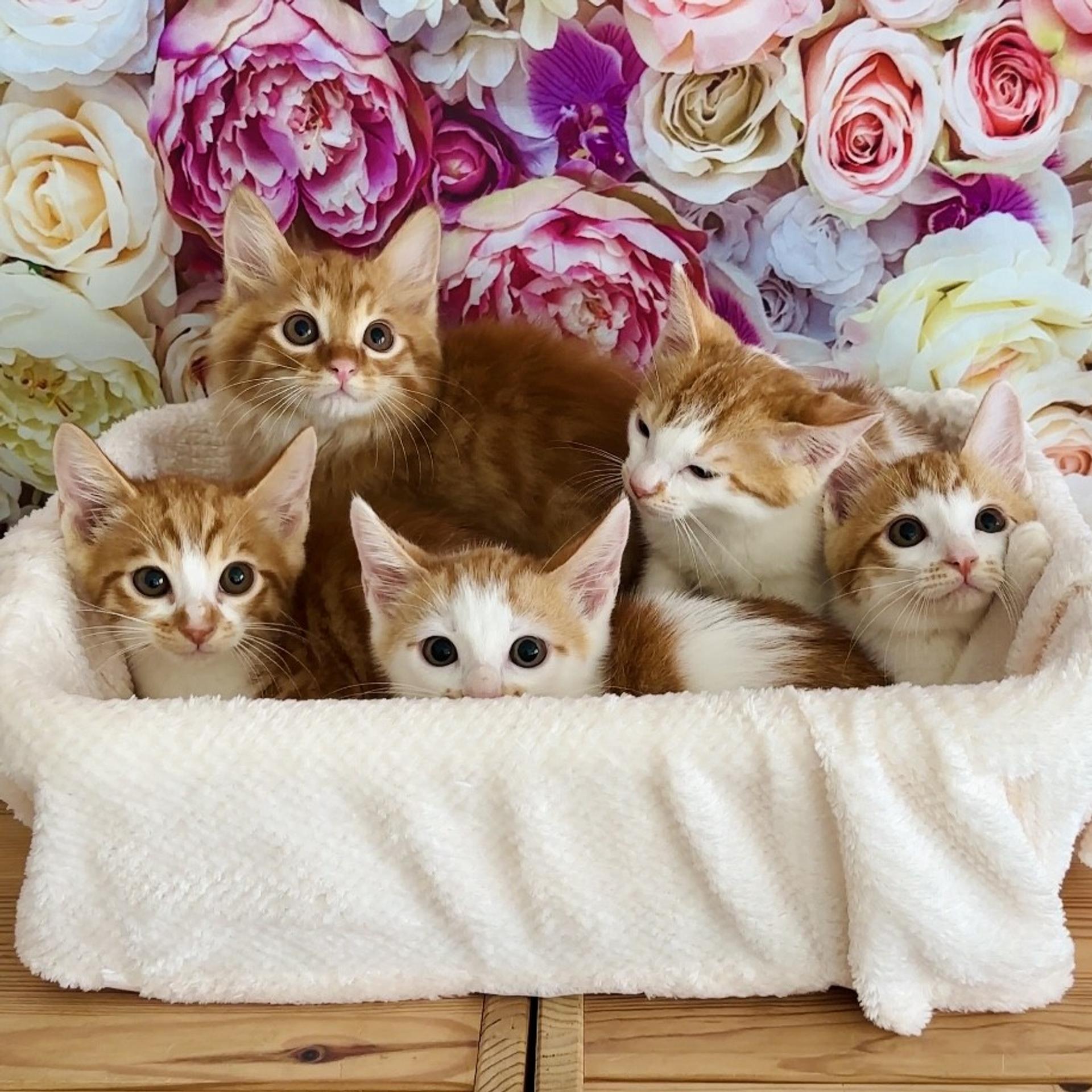pet-image-5
