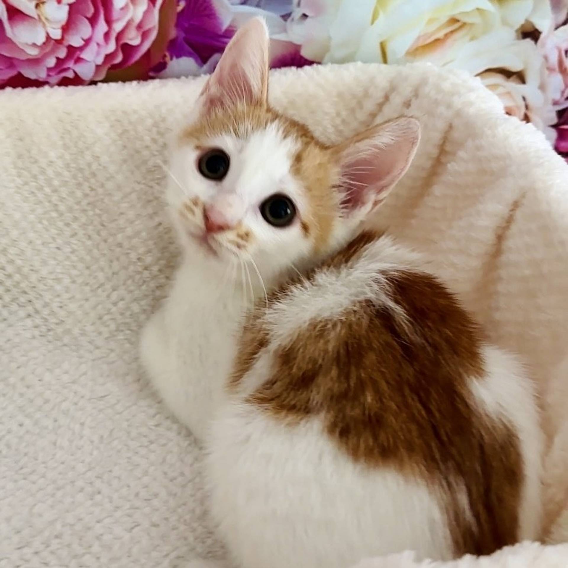 雑種（ミックス猫）・メスの里親募集の写真