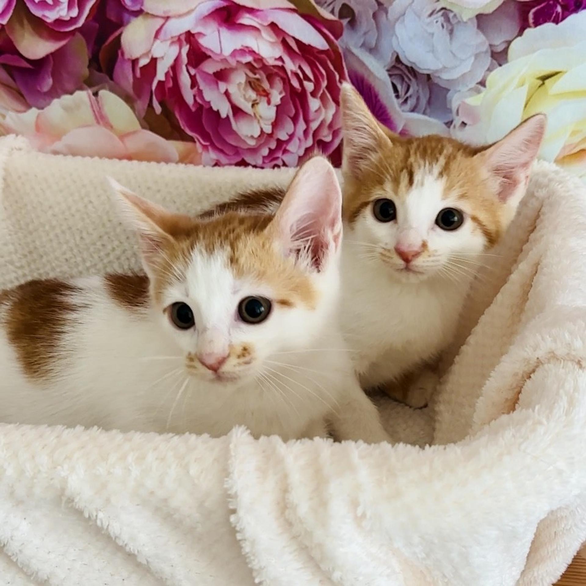 pet-image-9