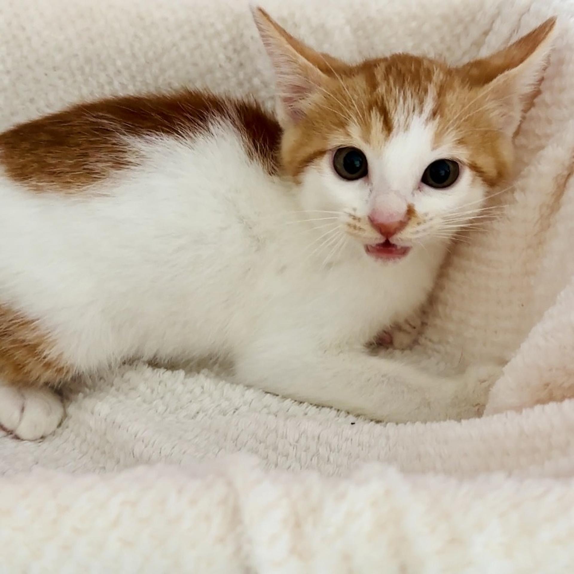 pet-image-6