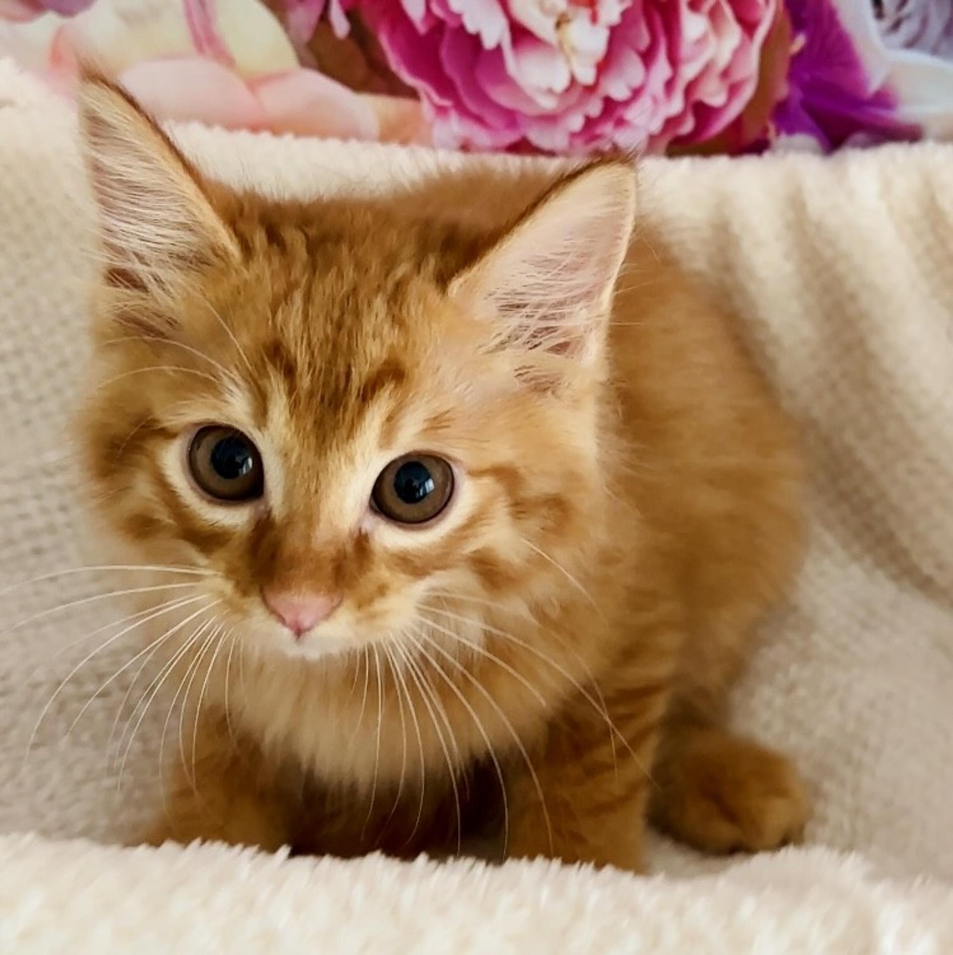 pet-image-7