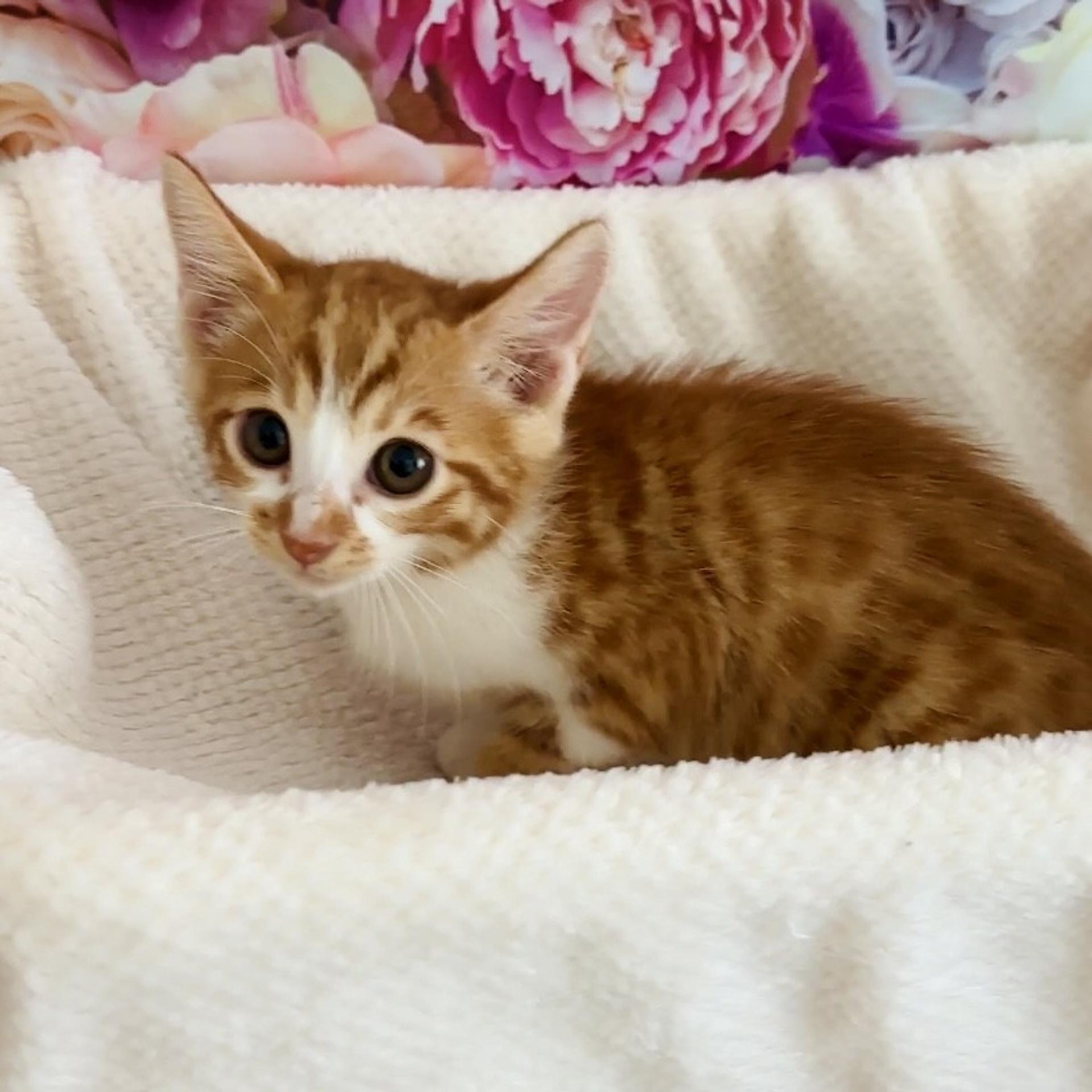 pet-image-8