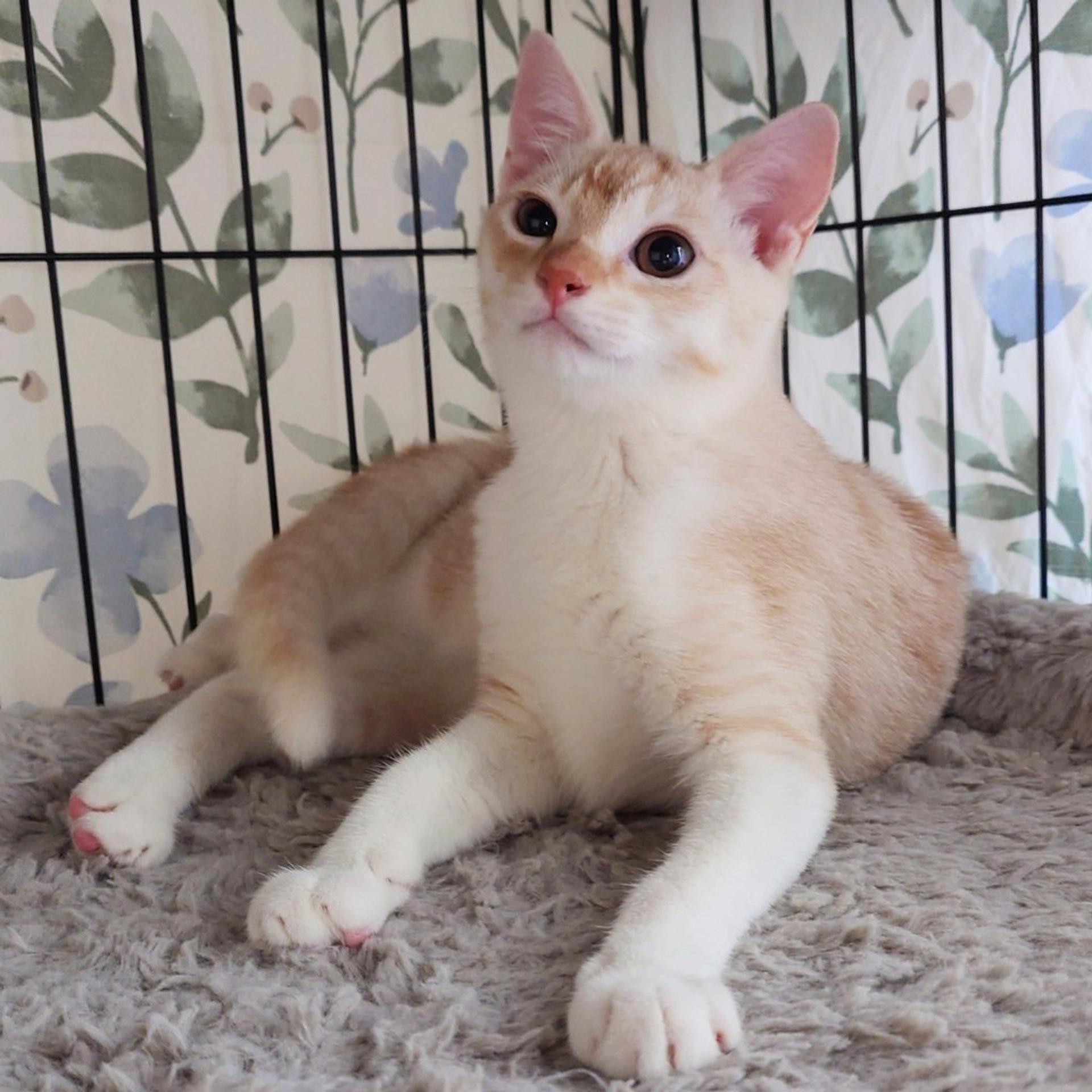 pet-image-9