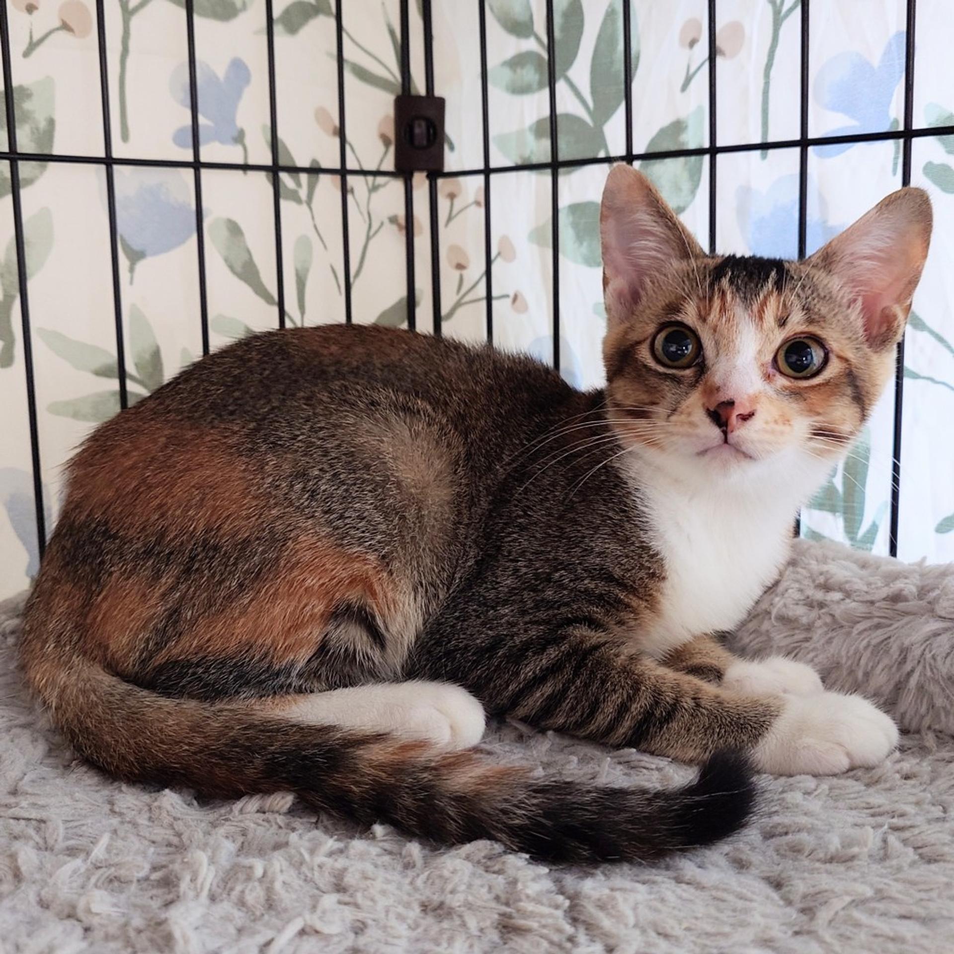 pet-image-3
