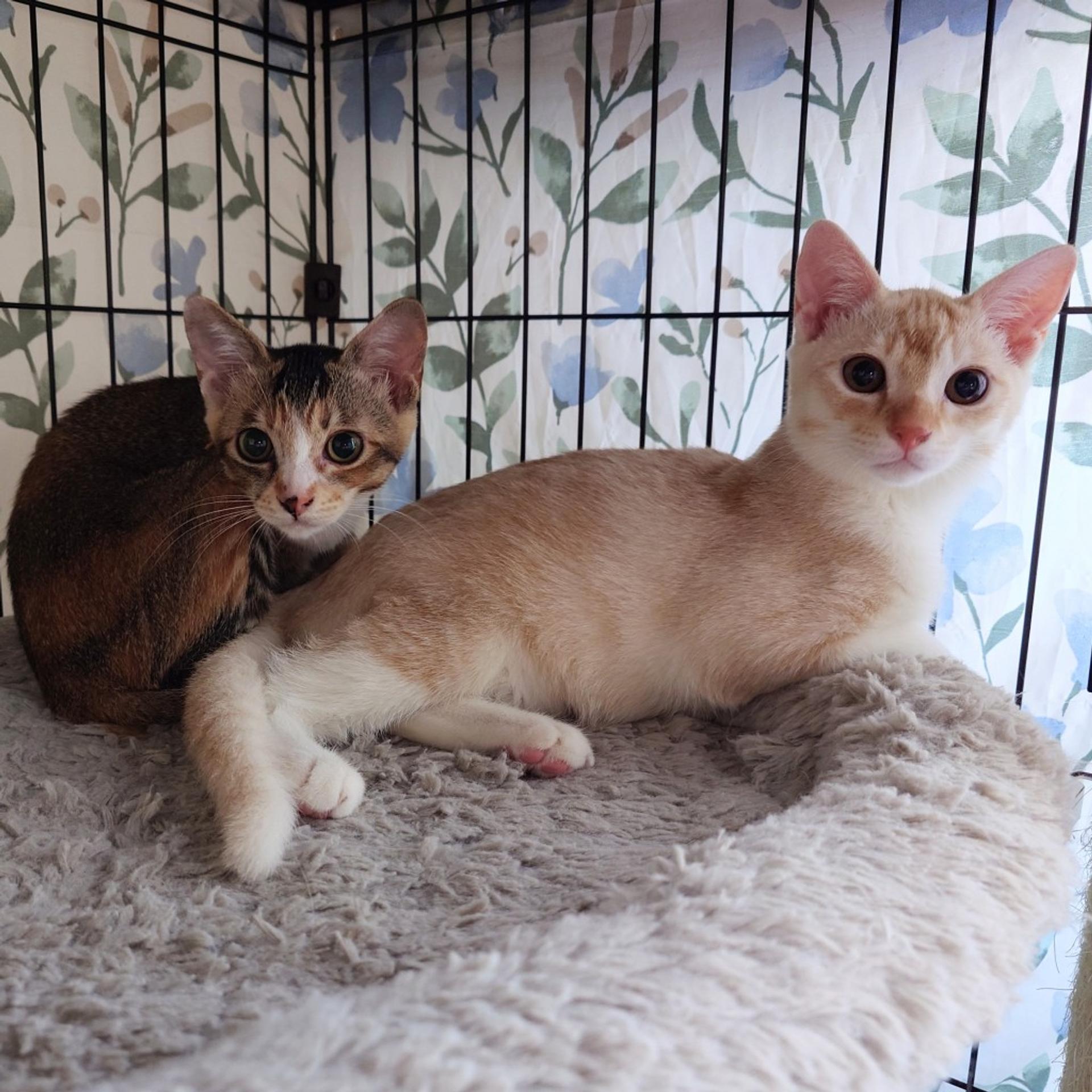 pet-image-7