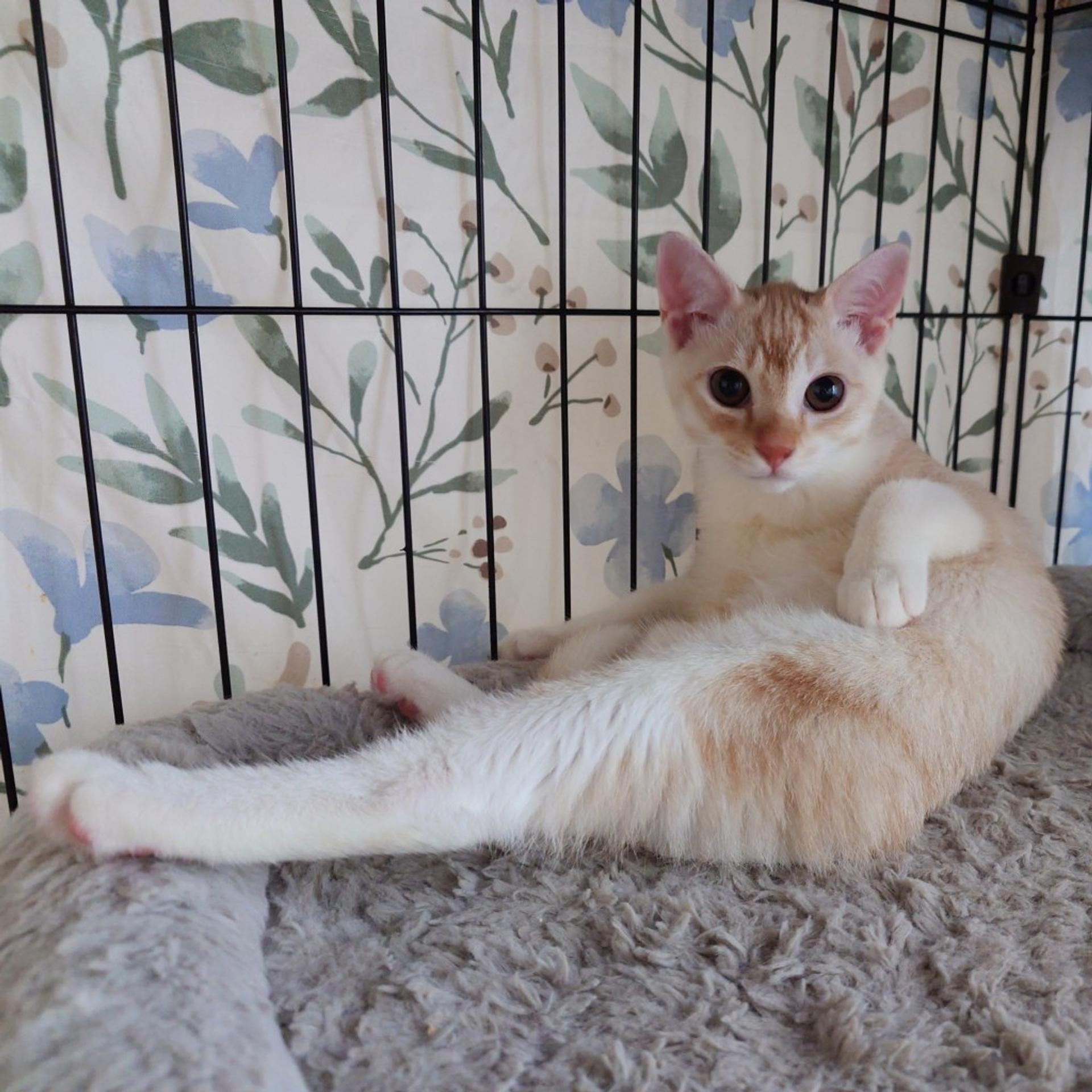 pet-image-4