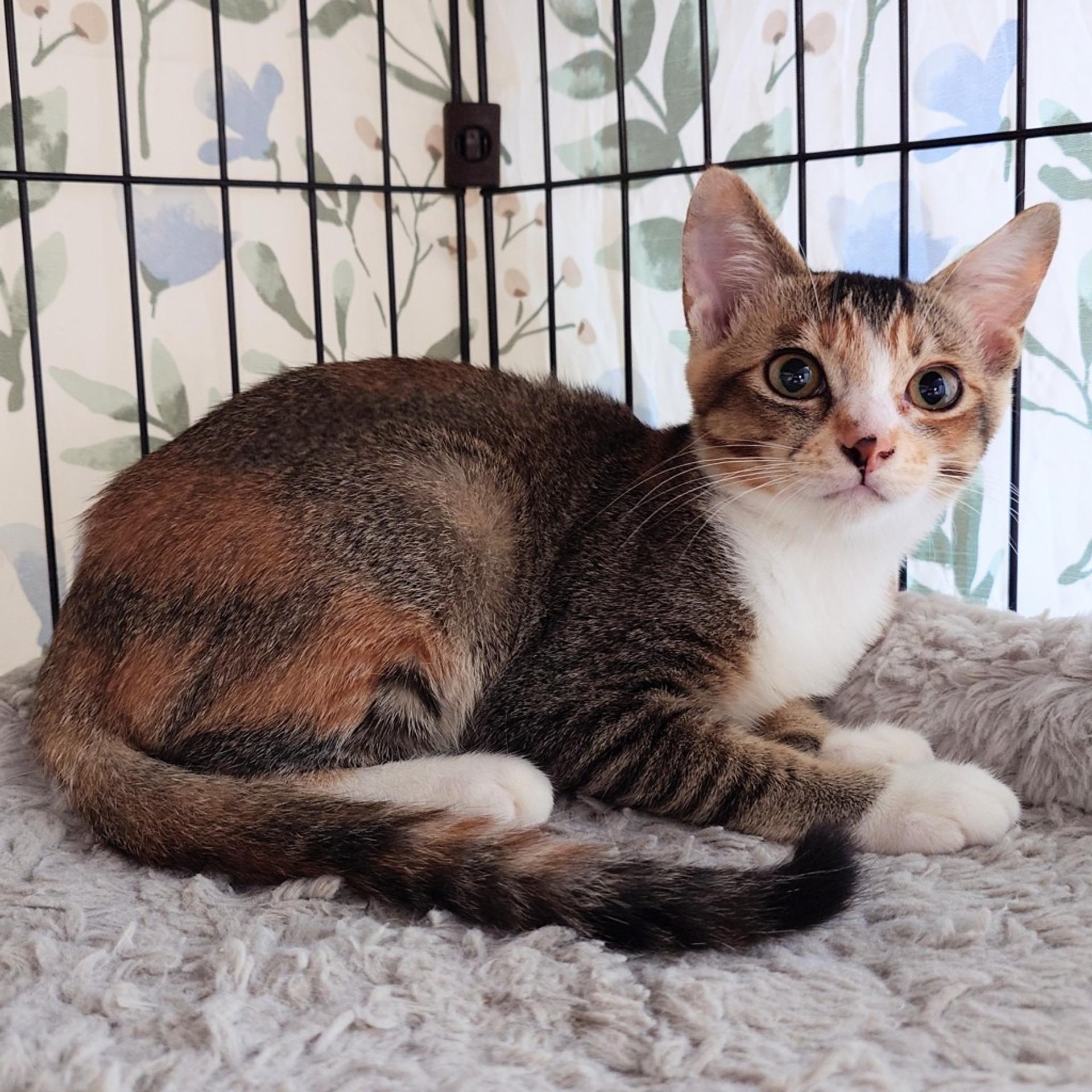 pet-image-5