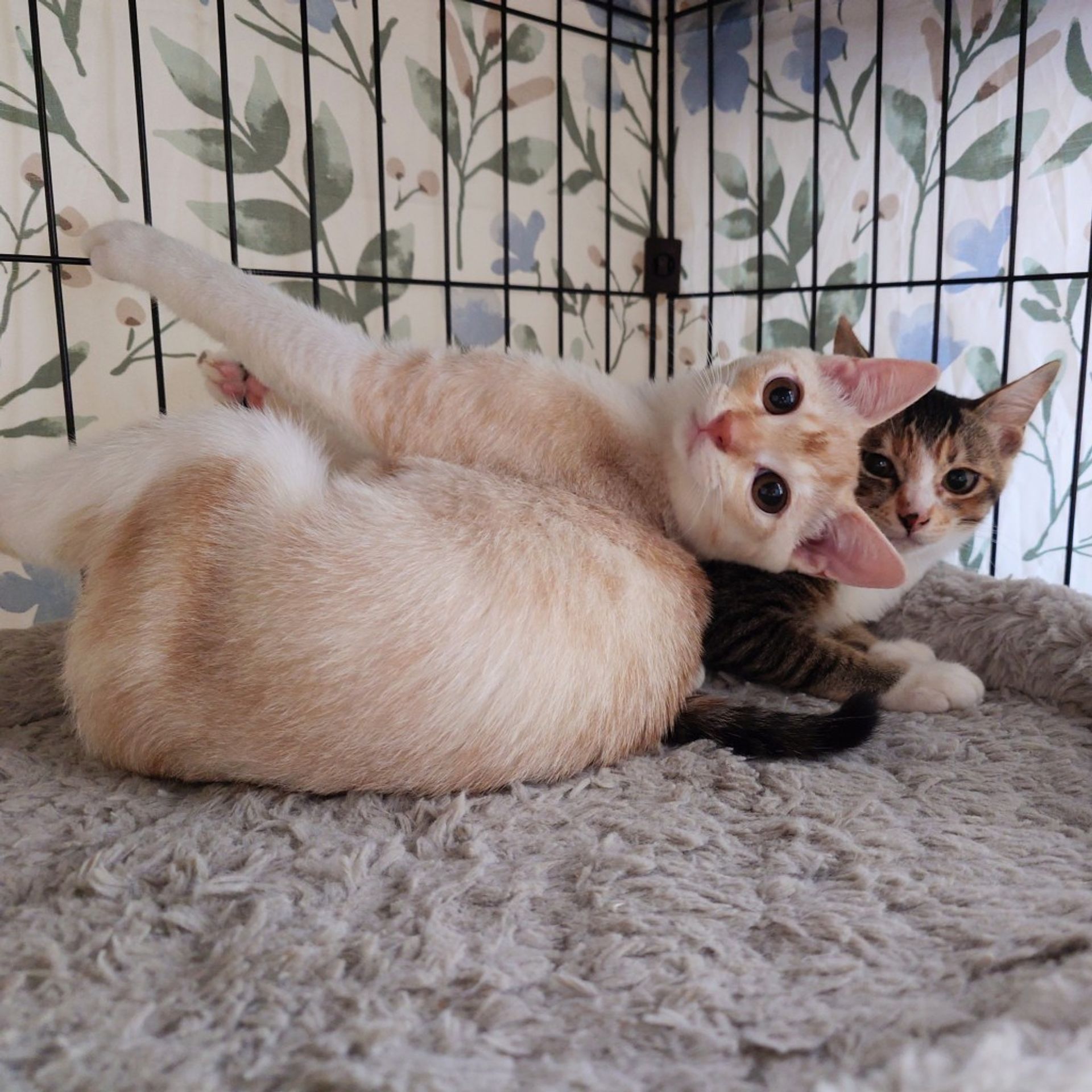 雑種（ミックス猫）・メスの里親募集の写真