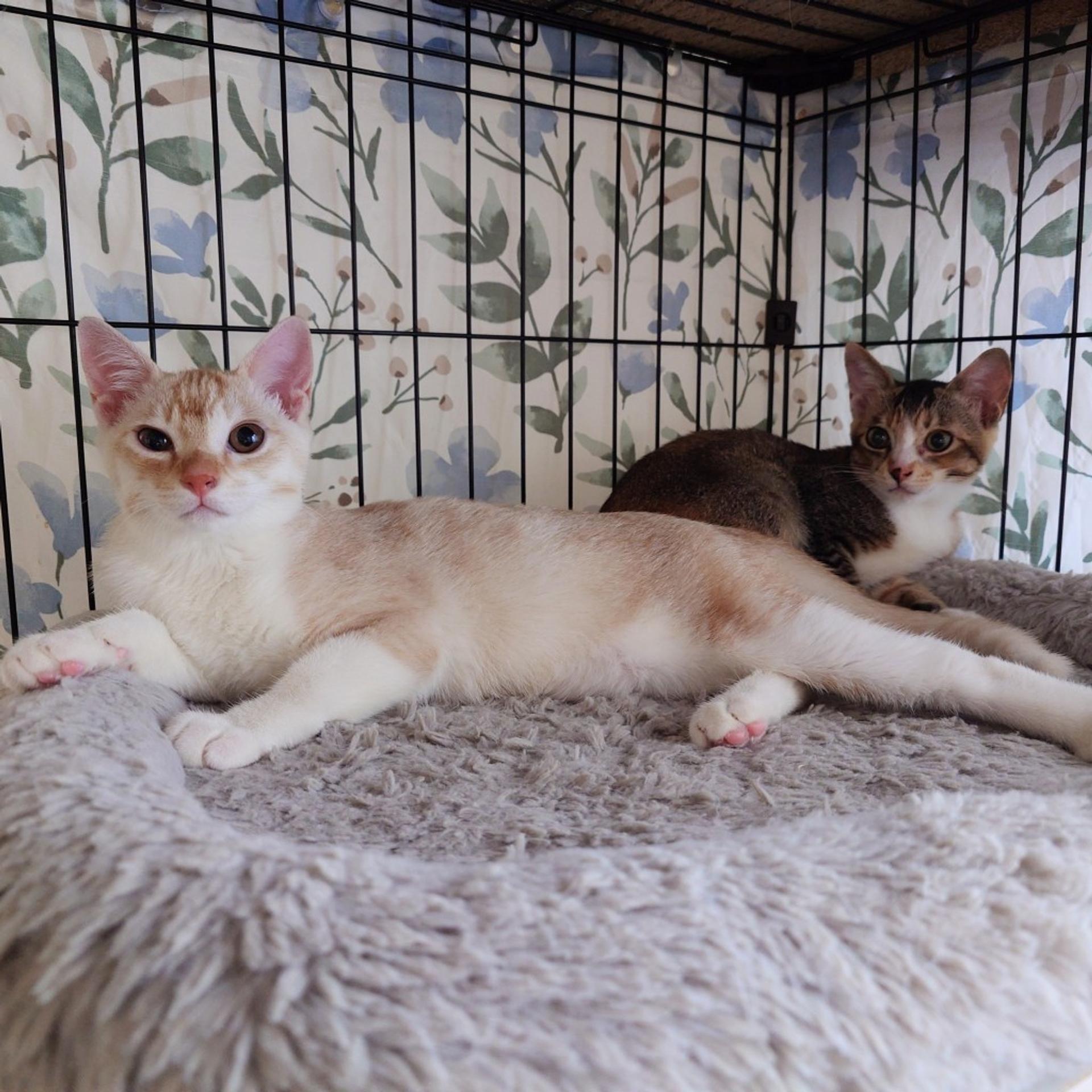 pet-image-8