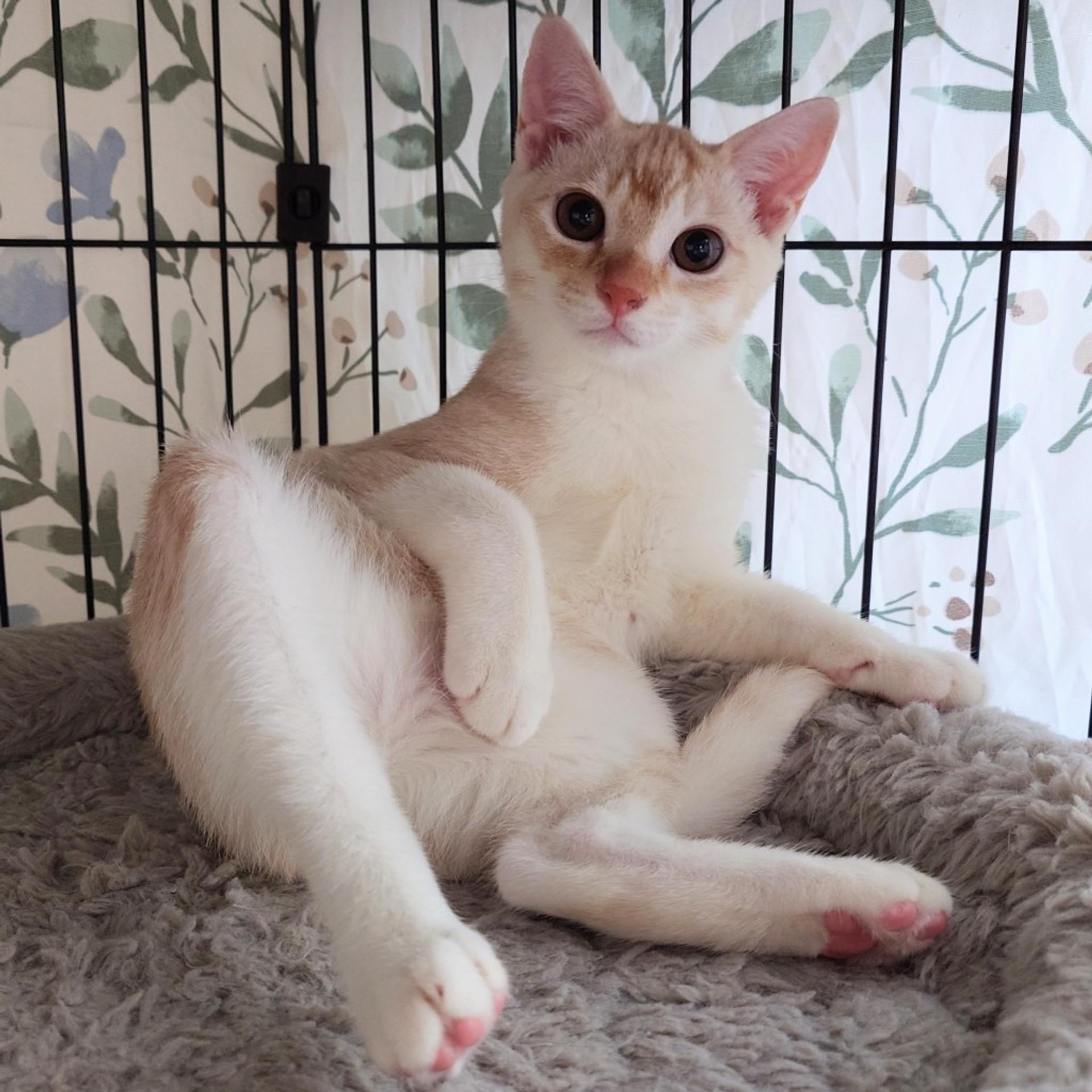 pet-image-2